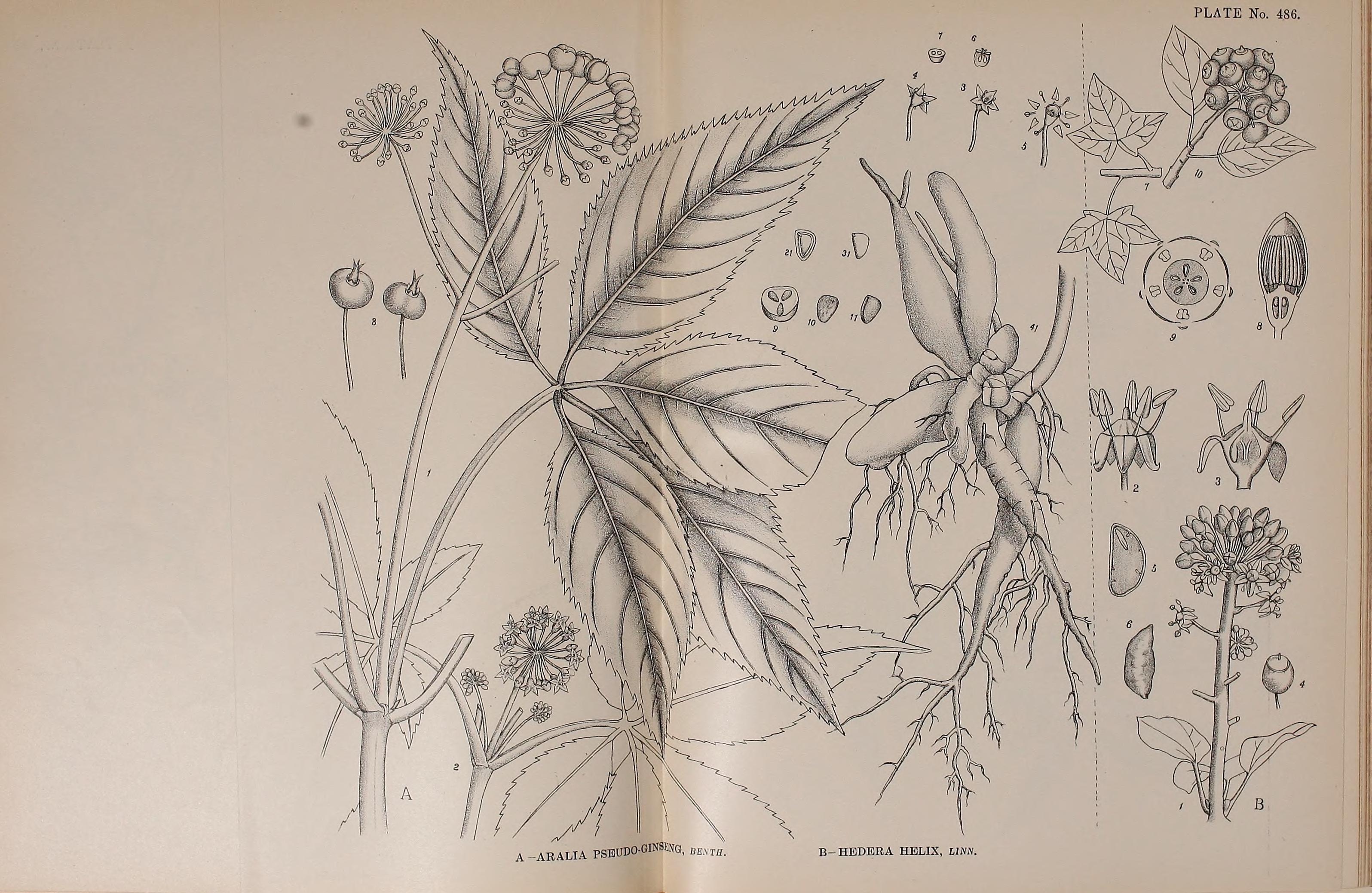 no full size  illustration available (3a)