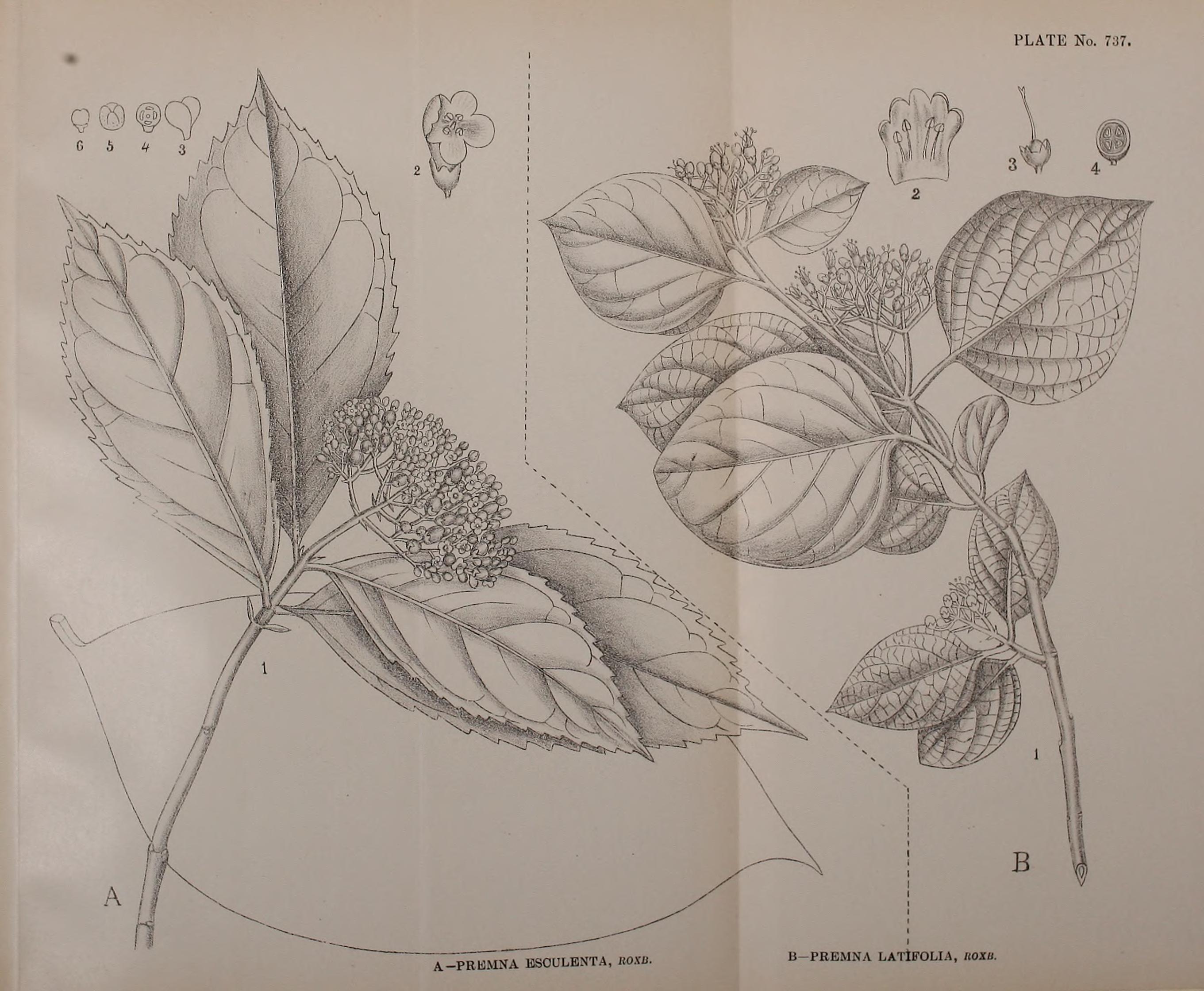 no full size  illustration available (3a)