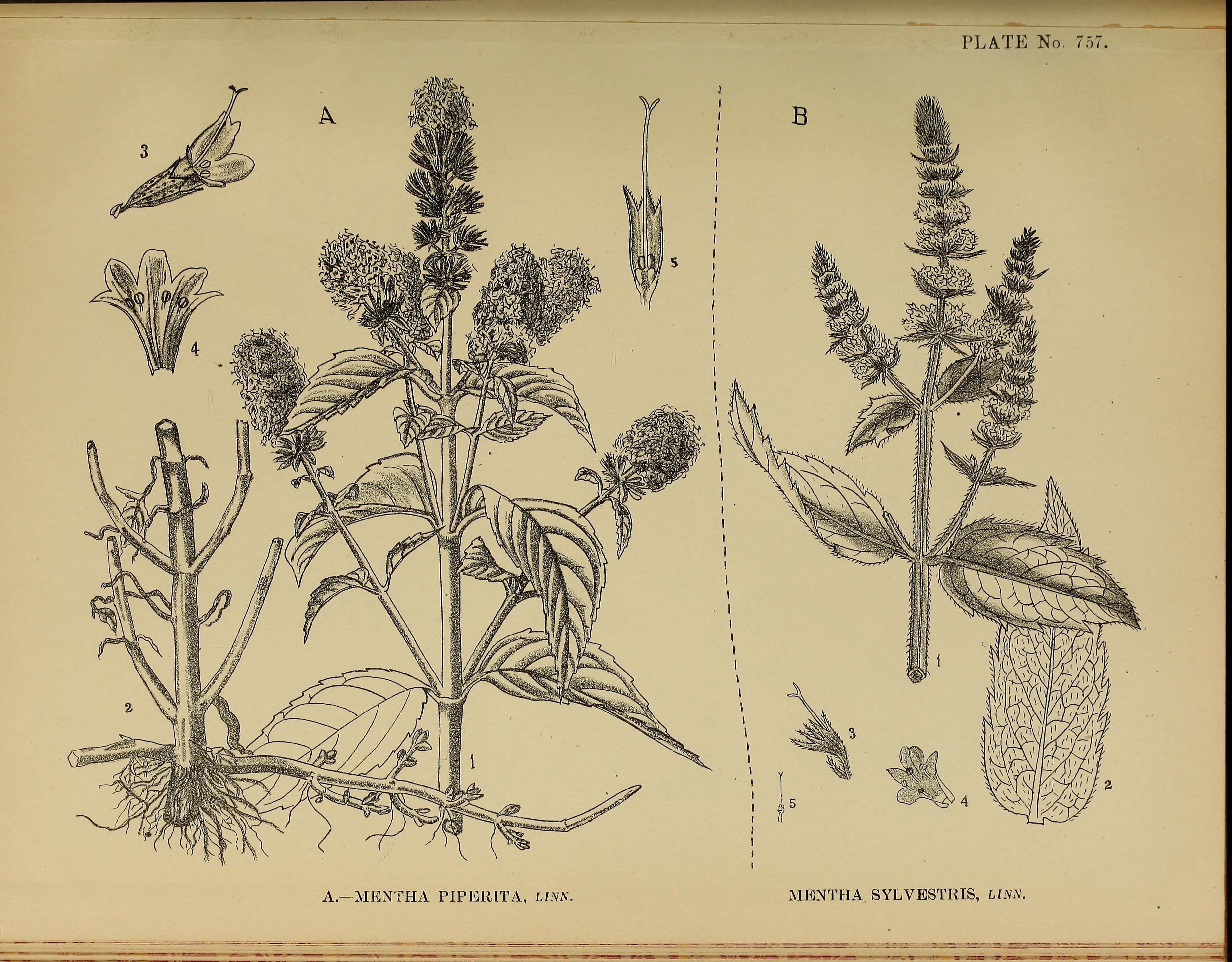 no full size  illustration available (3a)