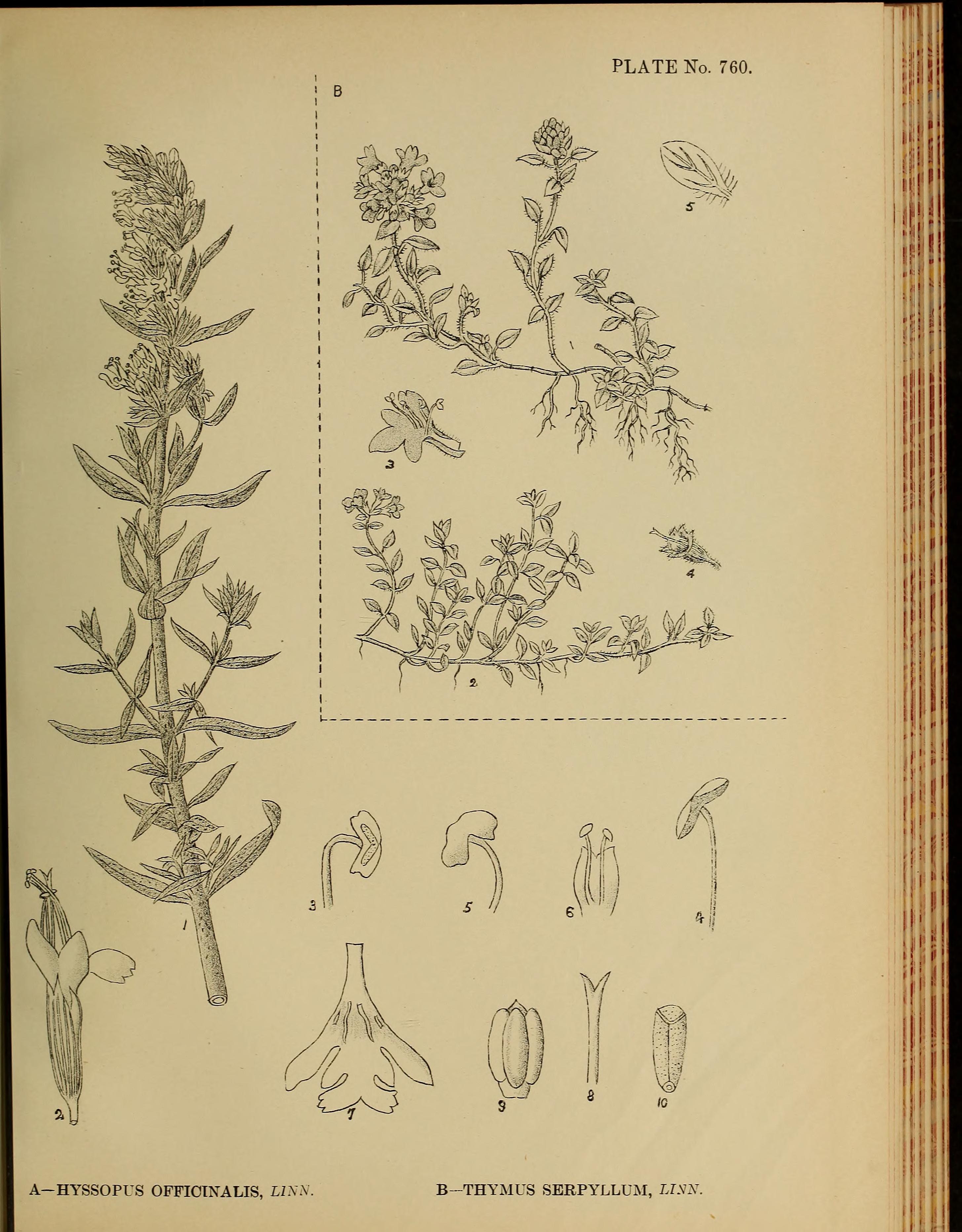 no full size  illustration available (3a)