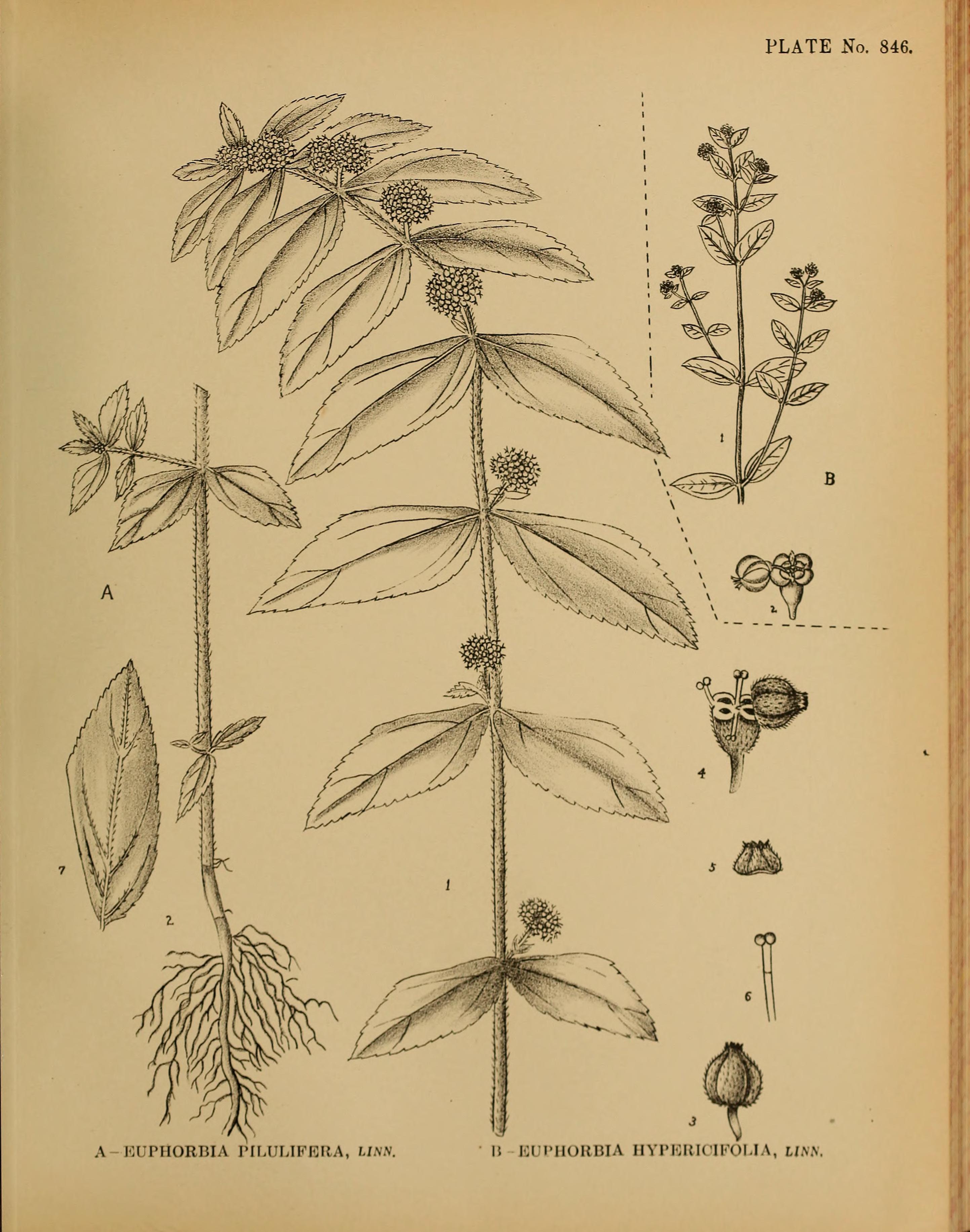 no full size  illustration available (3a)