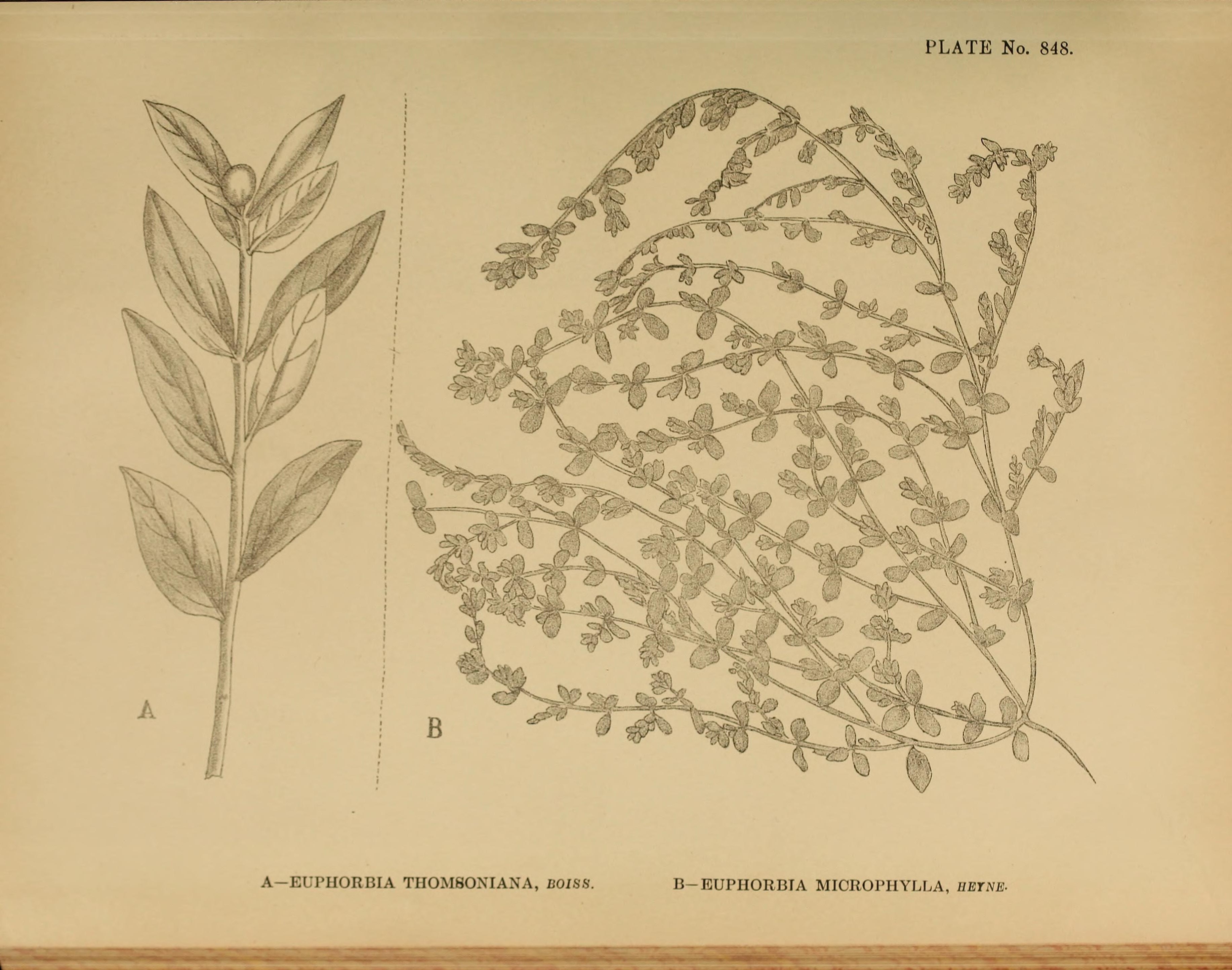 no full size  illustration available (3a)