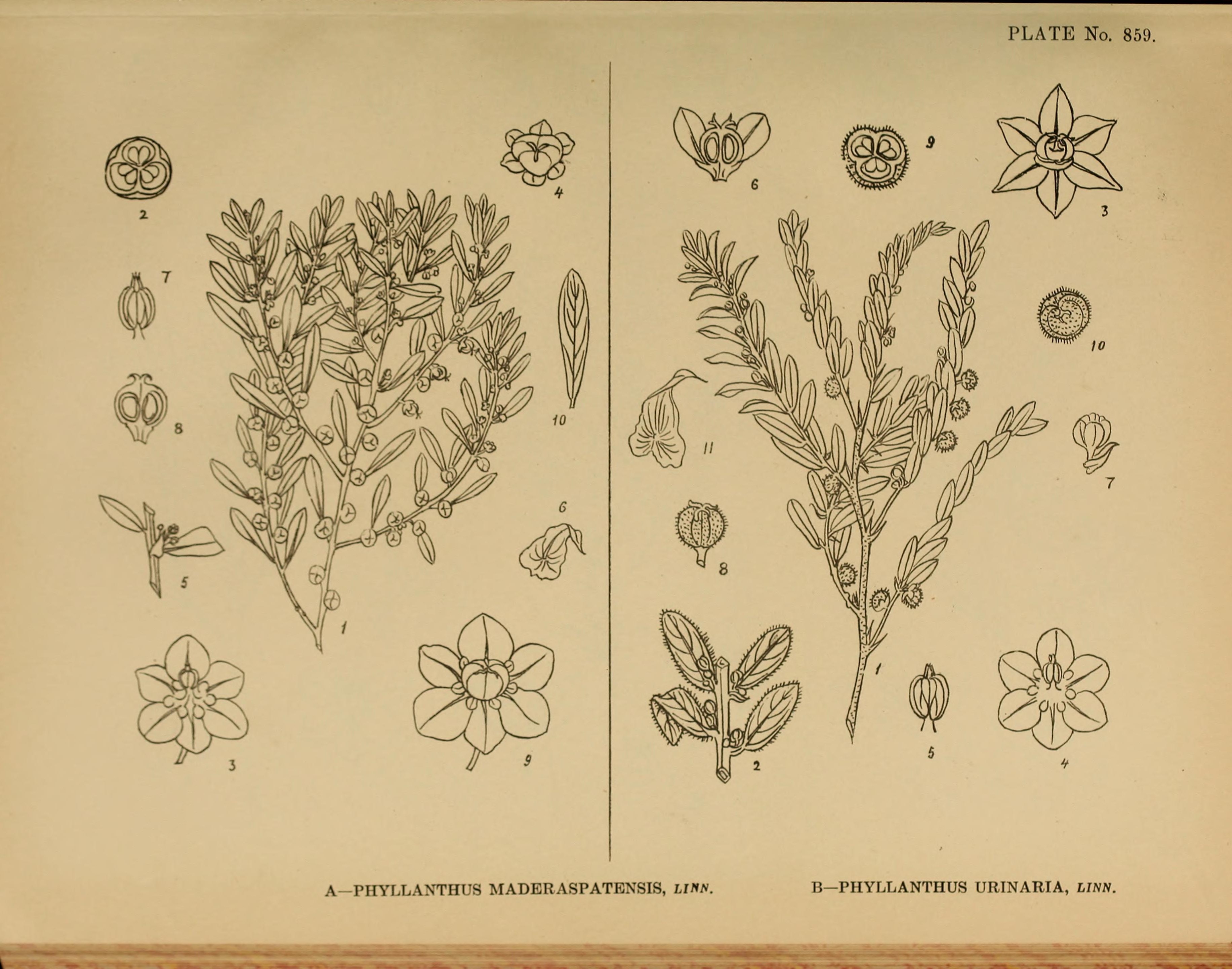 no full size  illustration available (3a)