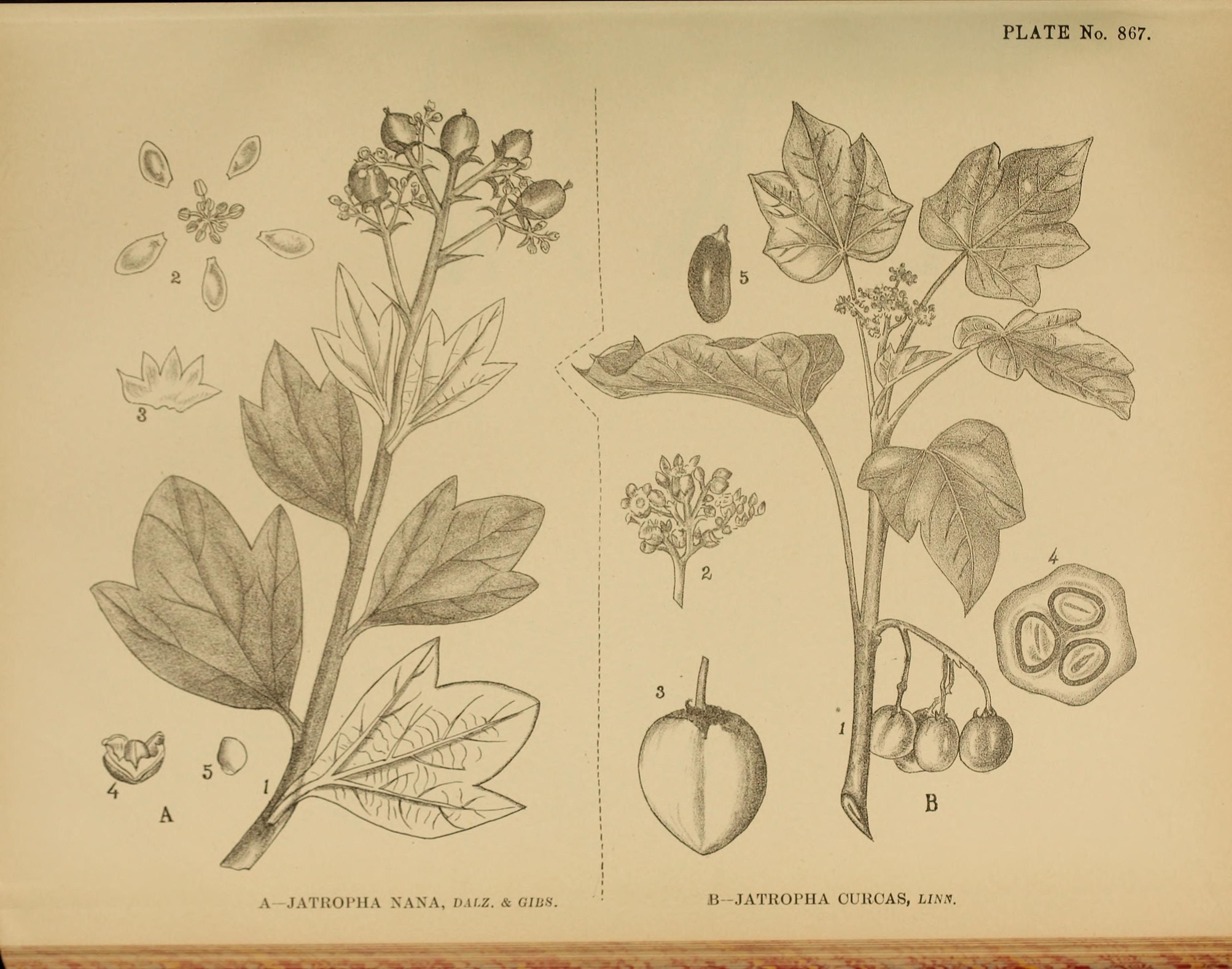 no full size  illustration available (3a)