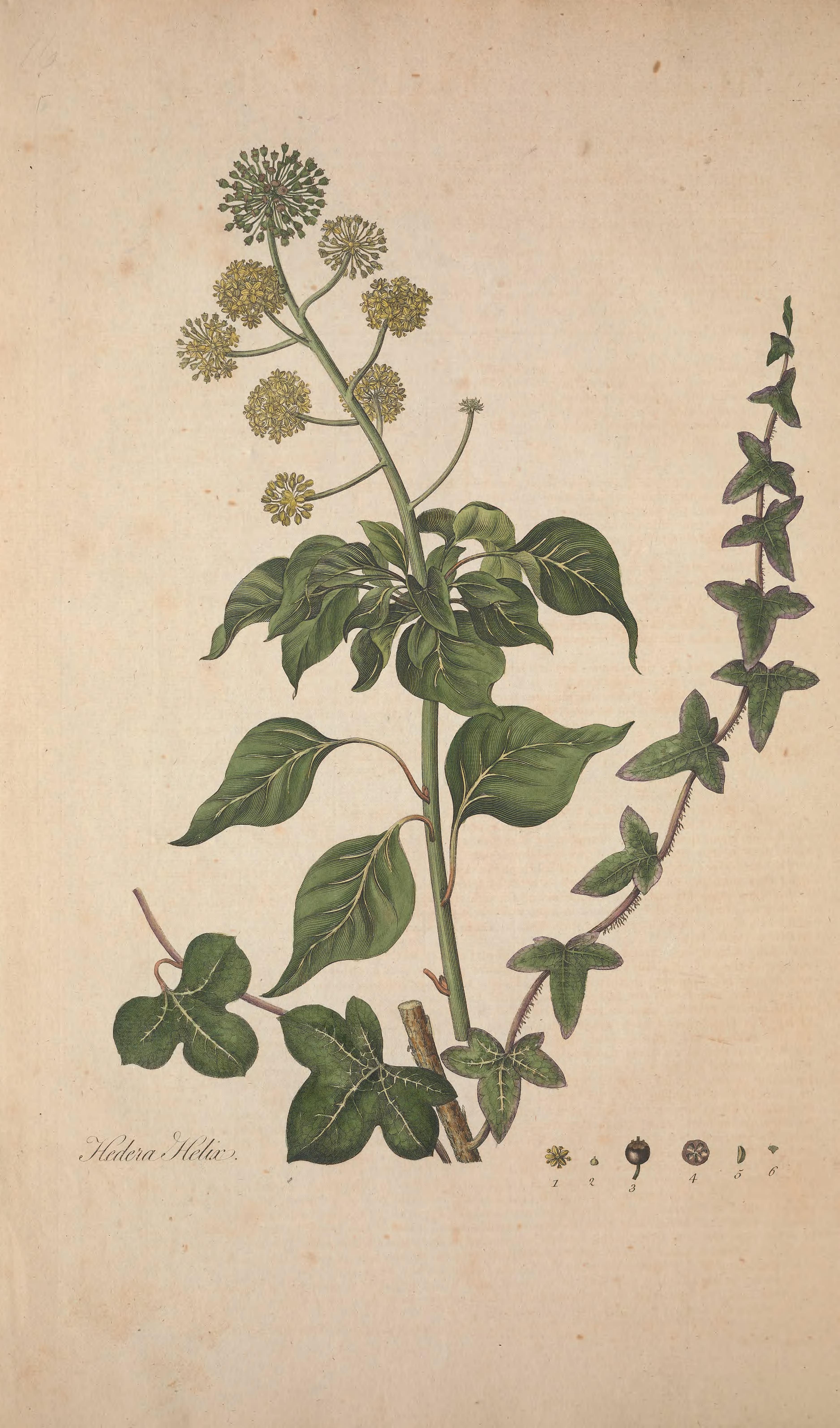 no full size  illustration available (3a)