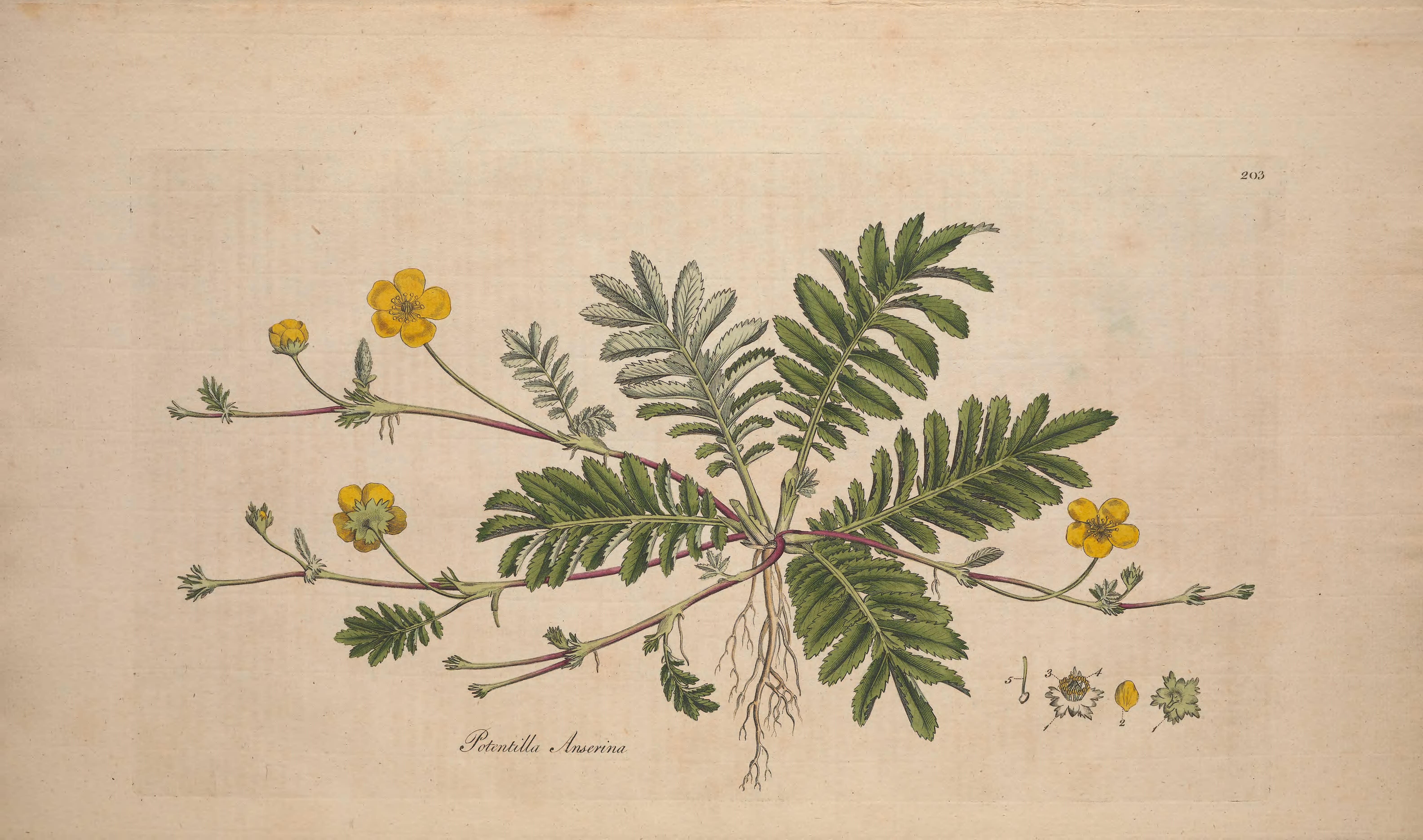 no full size  illustration available (3a)