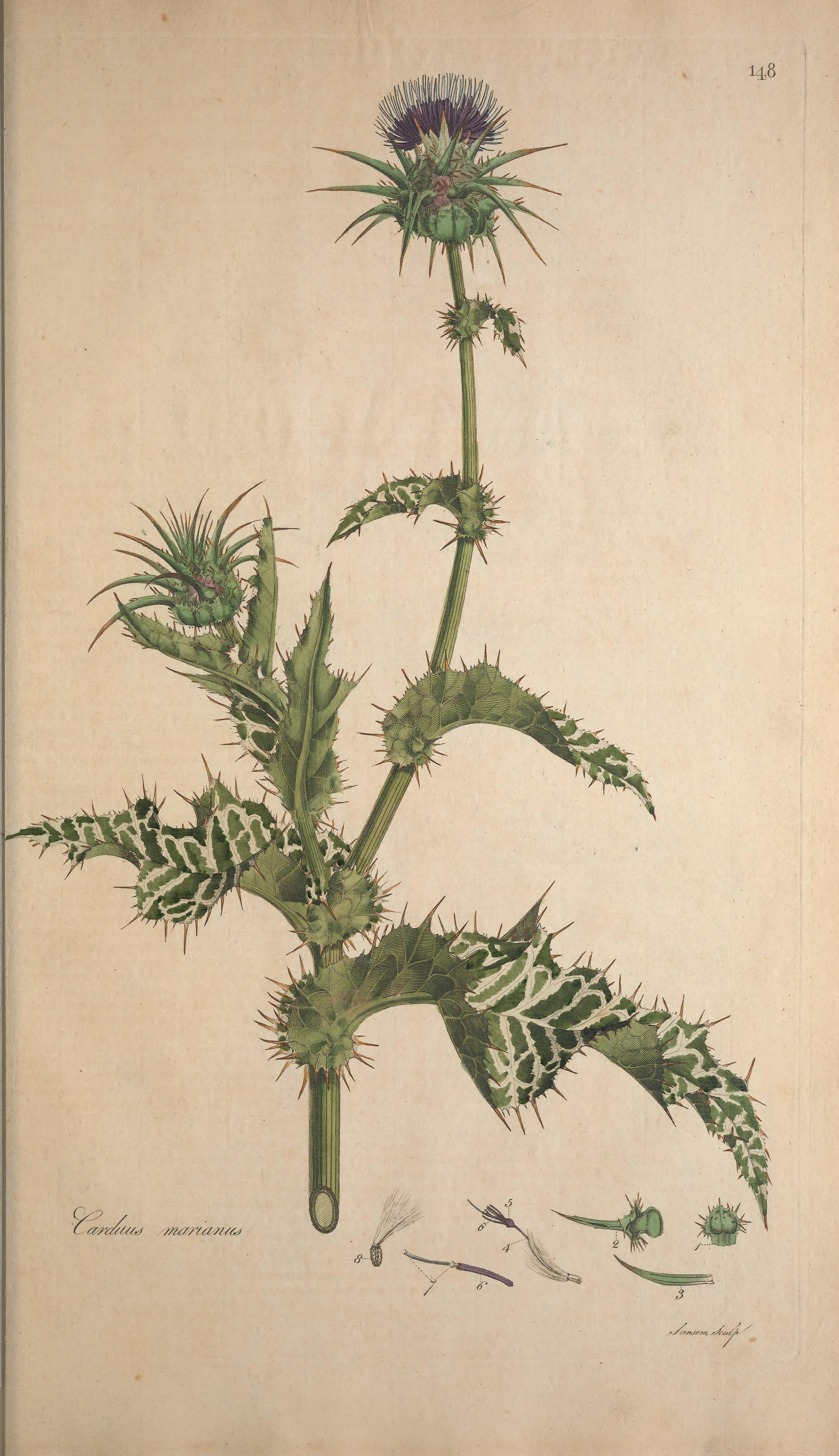 no full size  illustration available (3a)