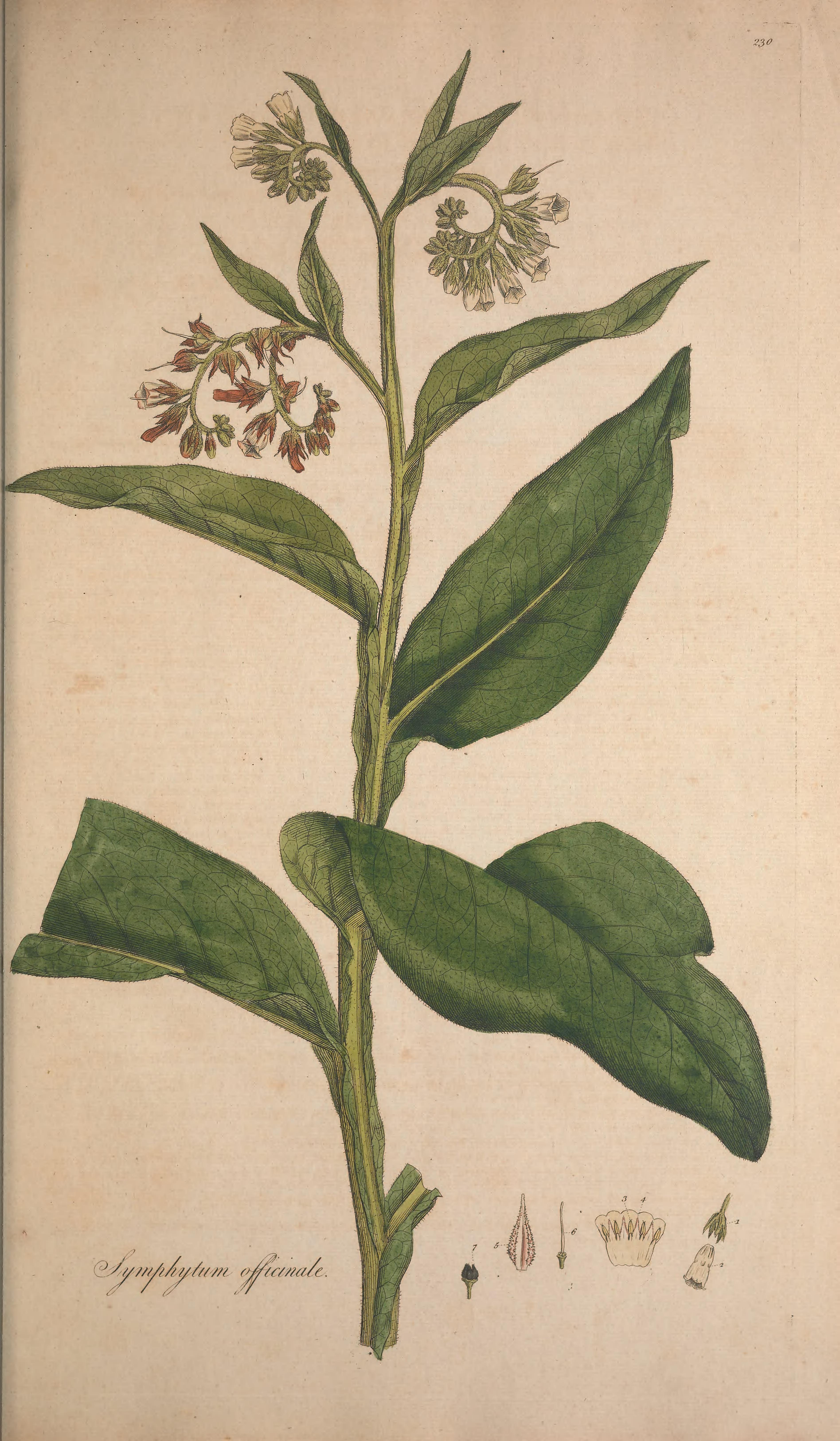 no full size  illustration available (3a)