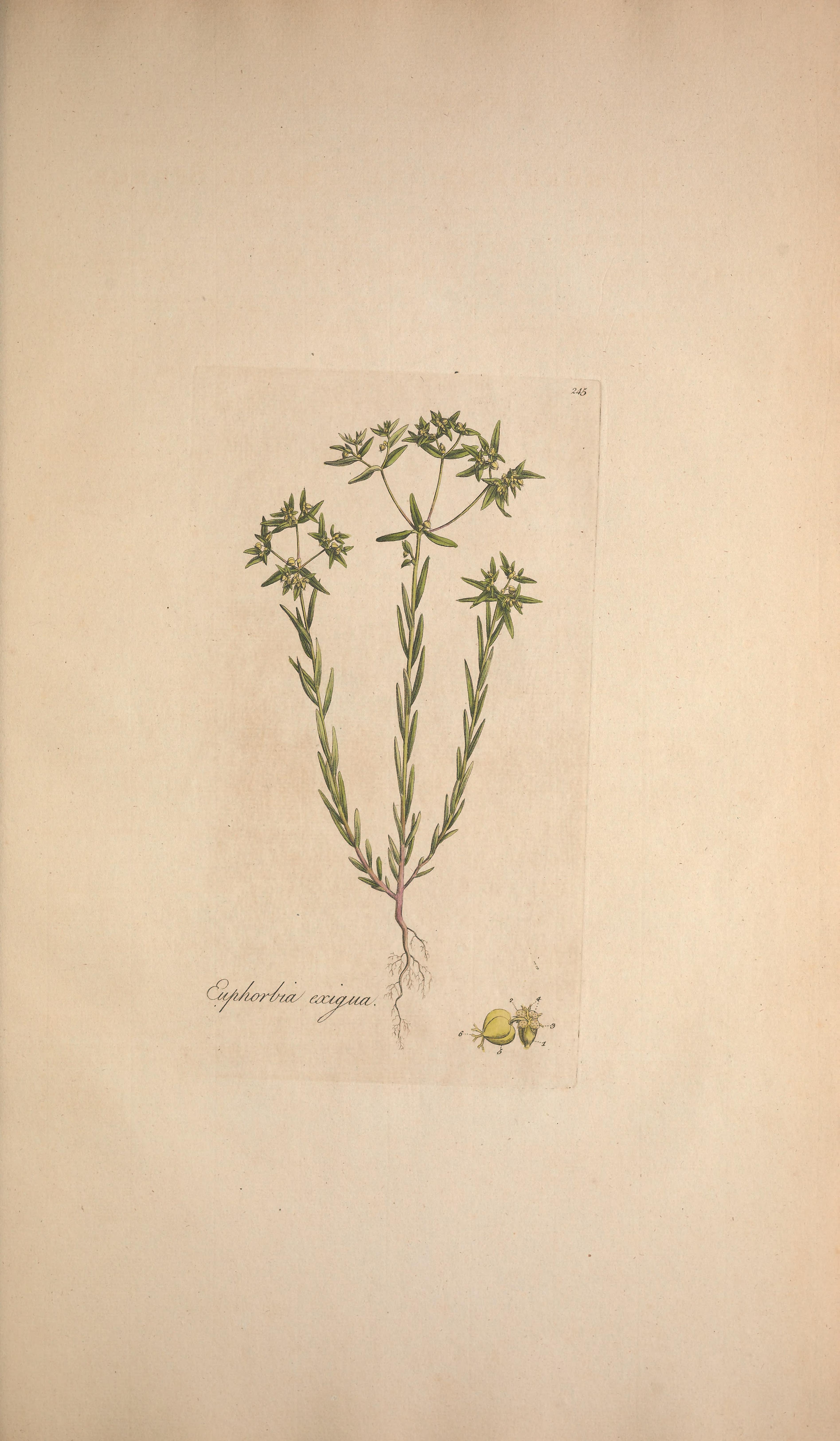 no full size  illustration available (3a)