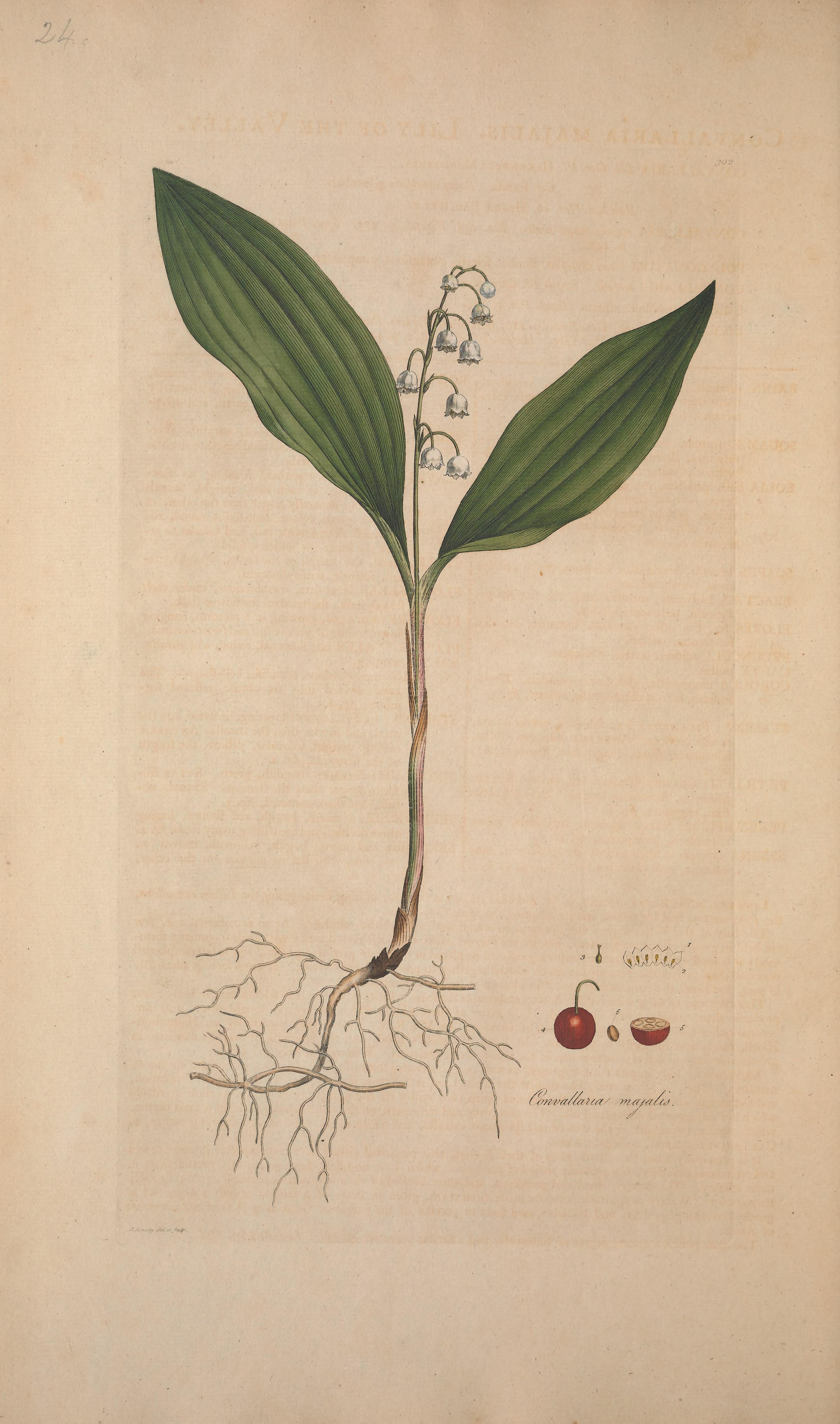 no full size  illustration available (3a)