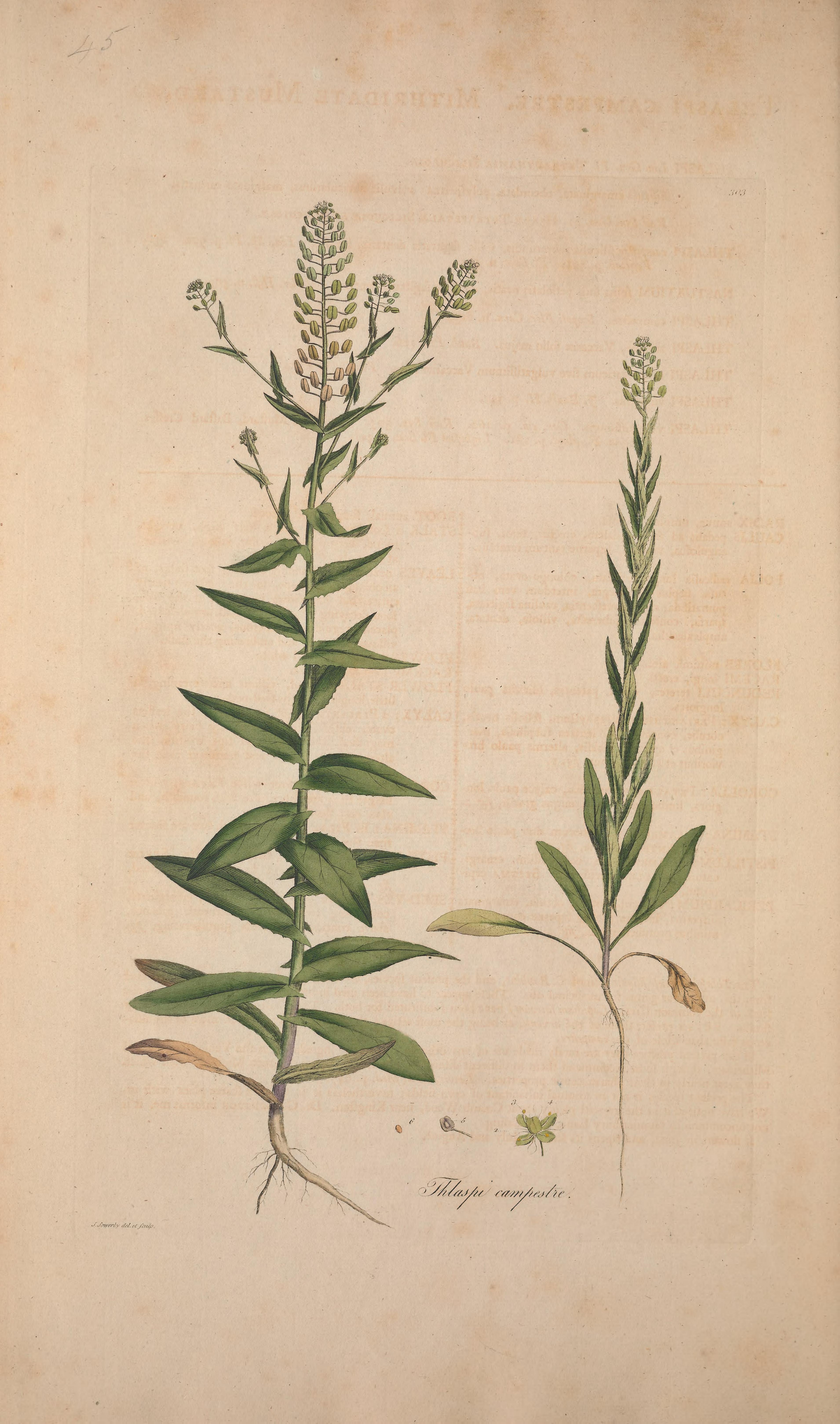 no full size  illustration available (3a)