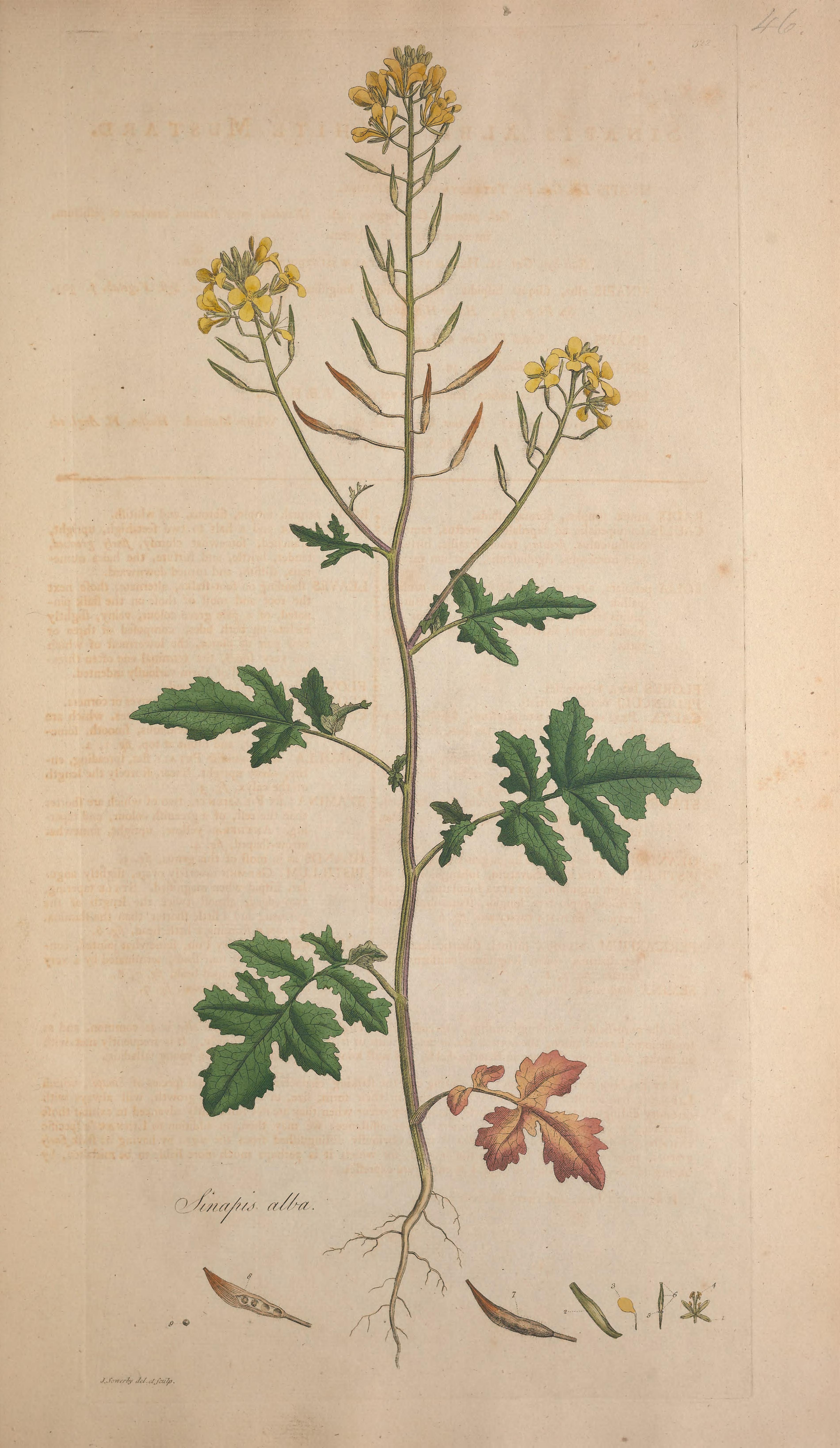 no full size  illustration available (3a)