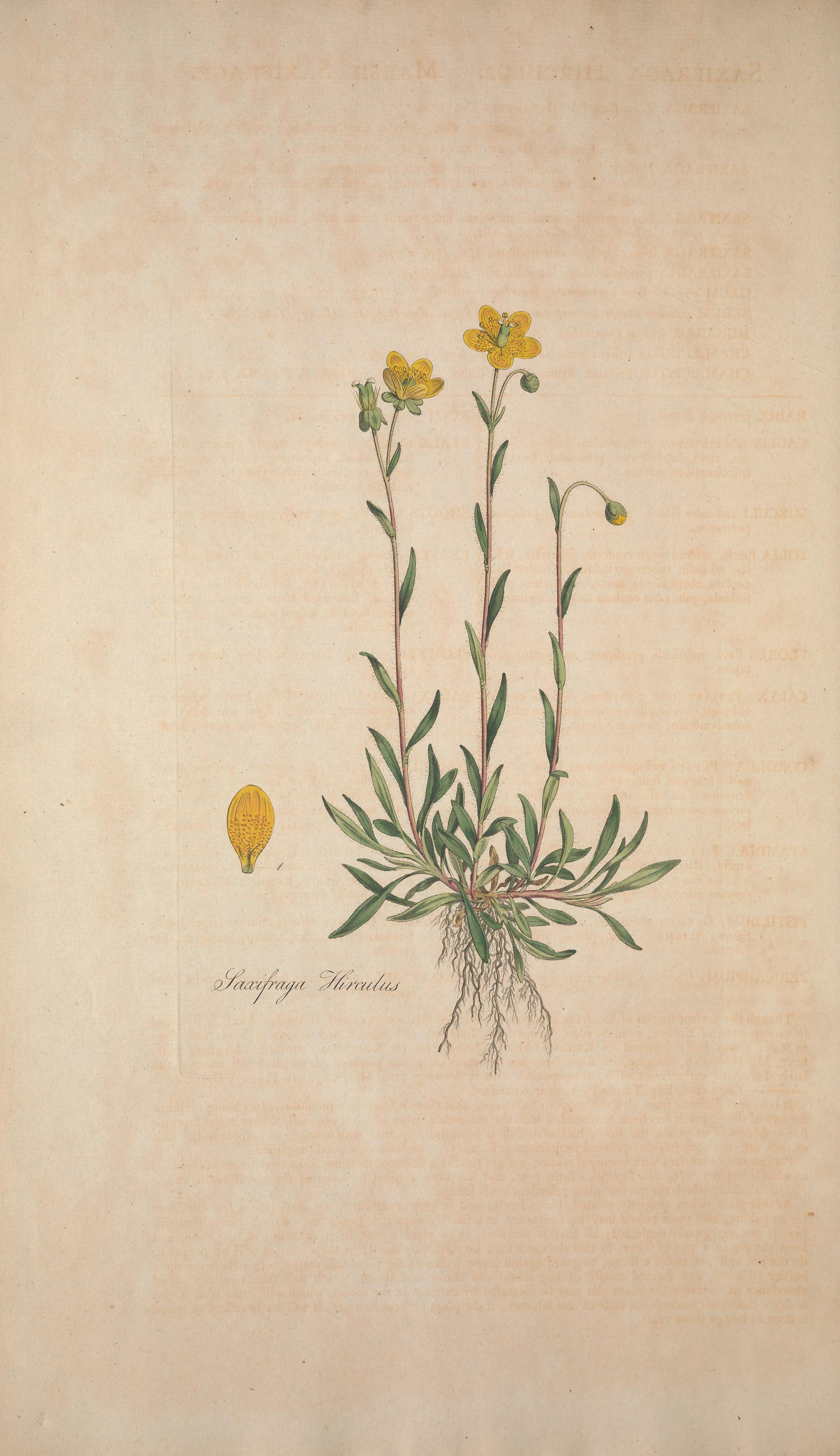 no full size  illustration available (3a)