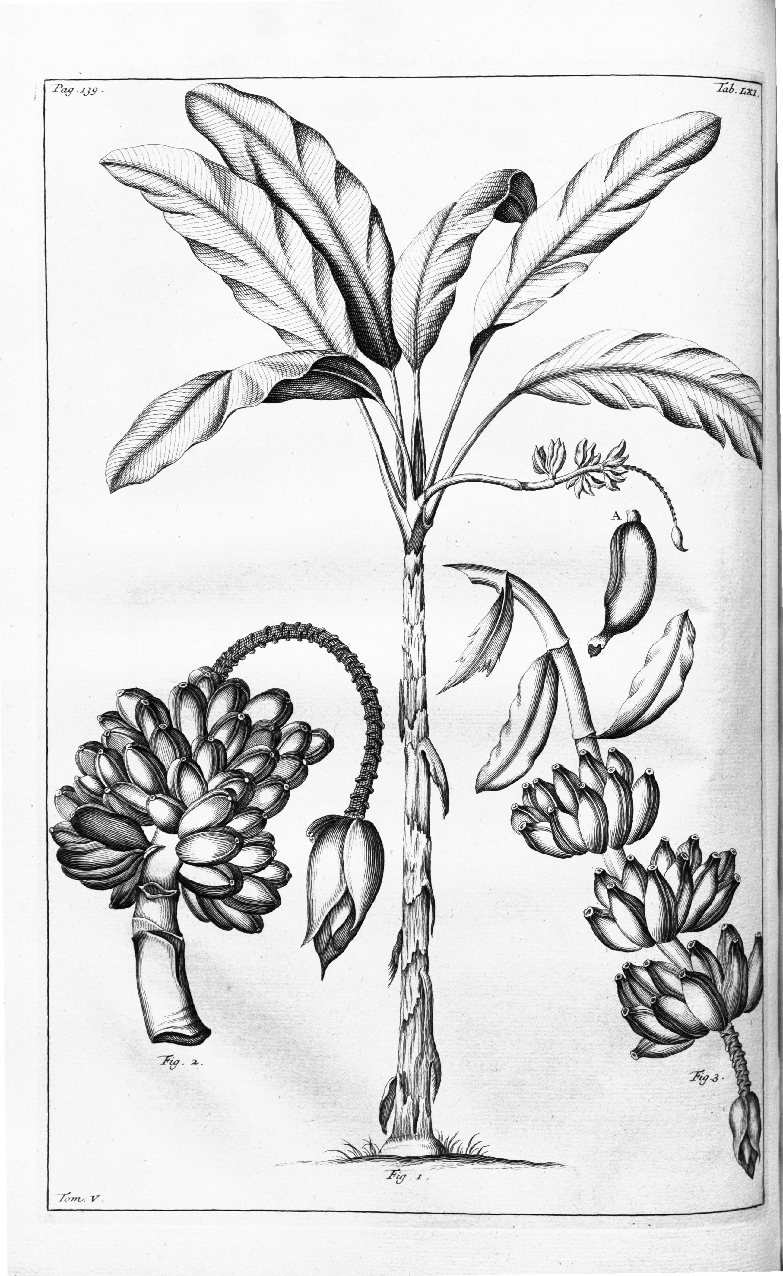 no full size  illustration available (3a)