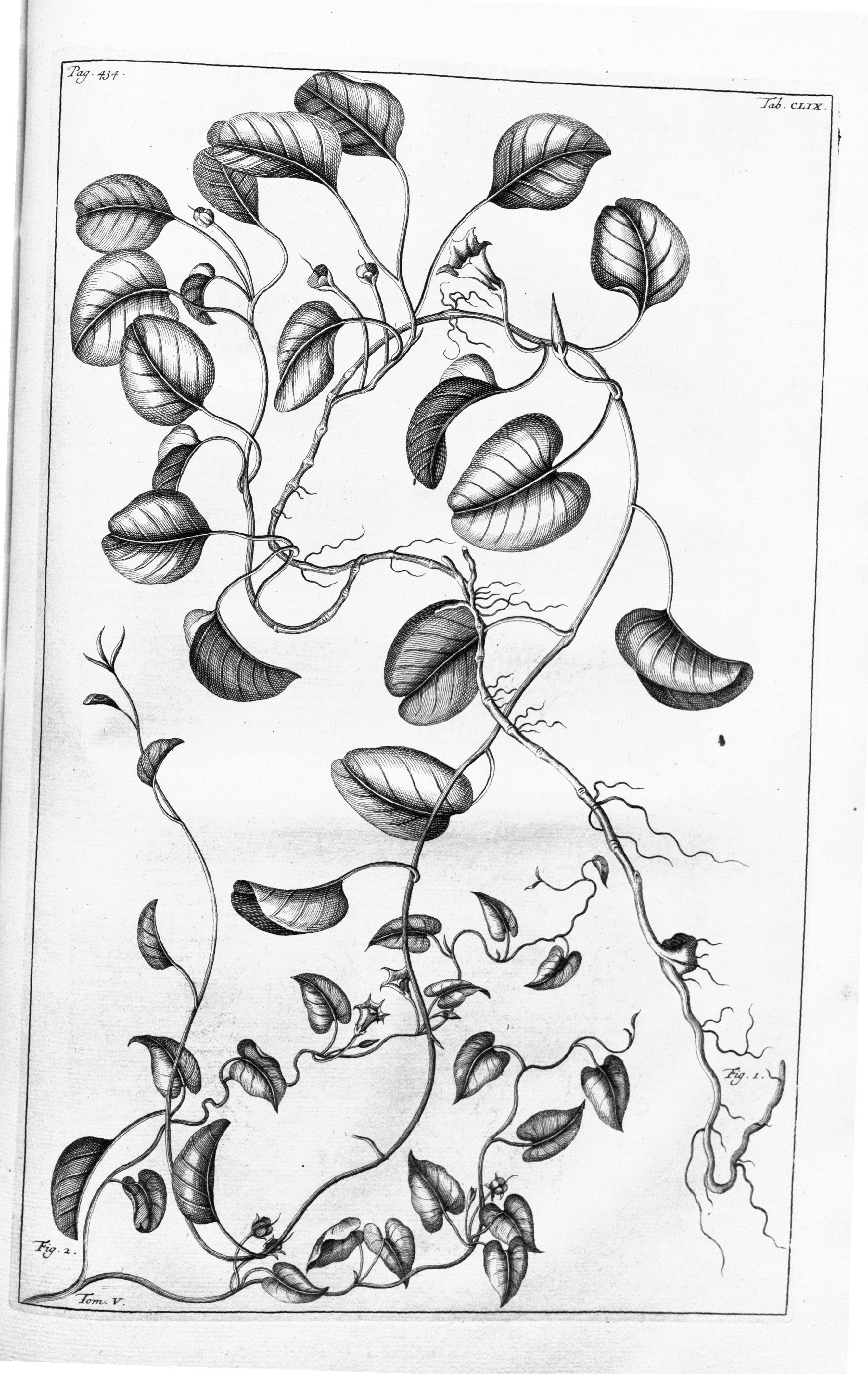 no full size  illustration available (3a)