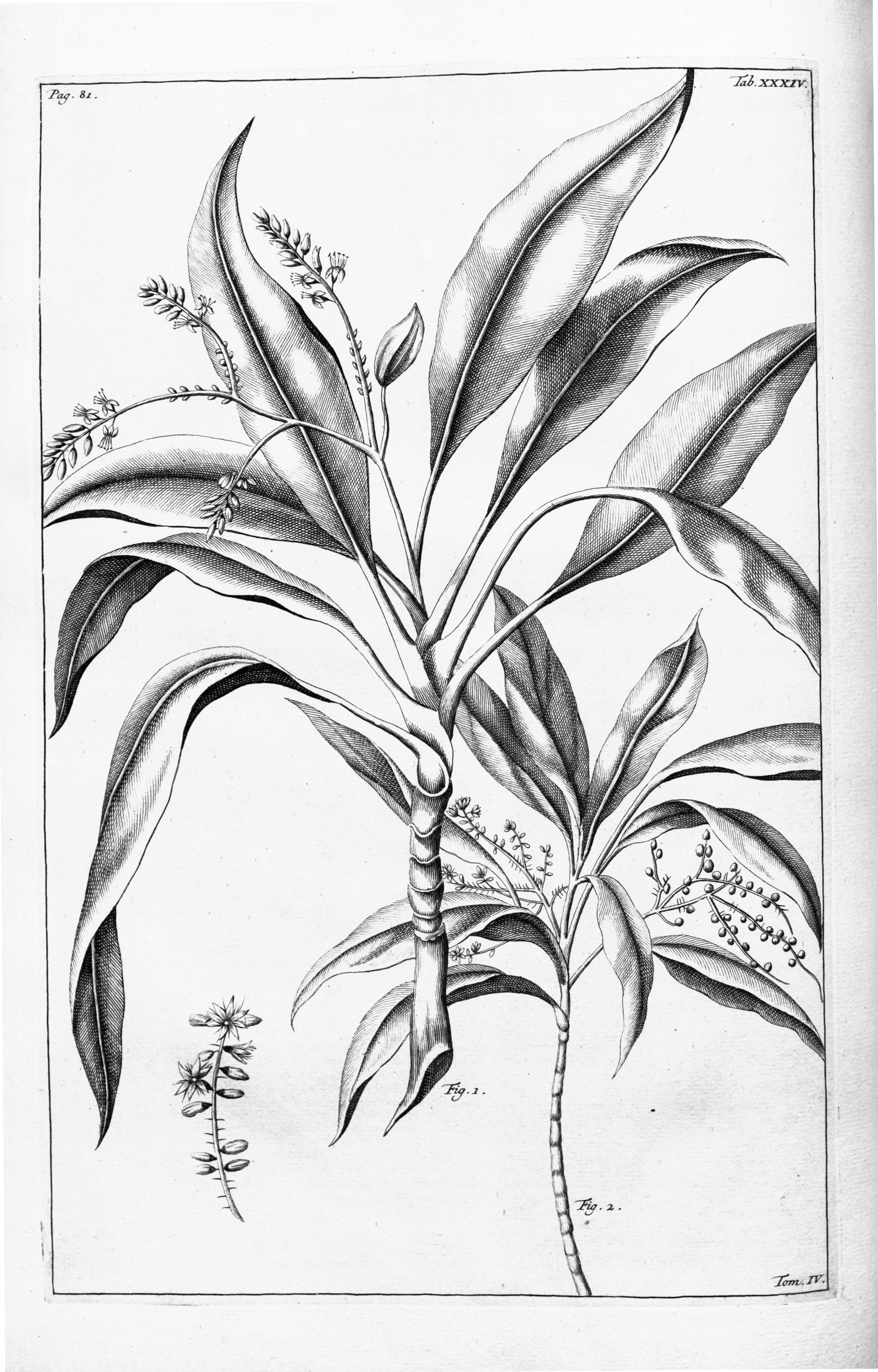 no full size  illustration available (3a)