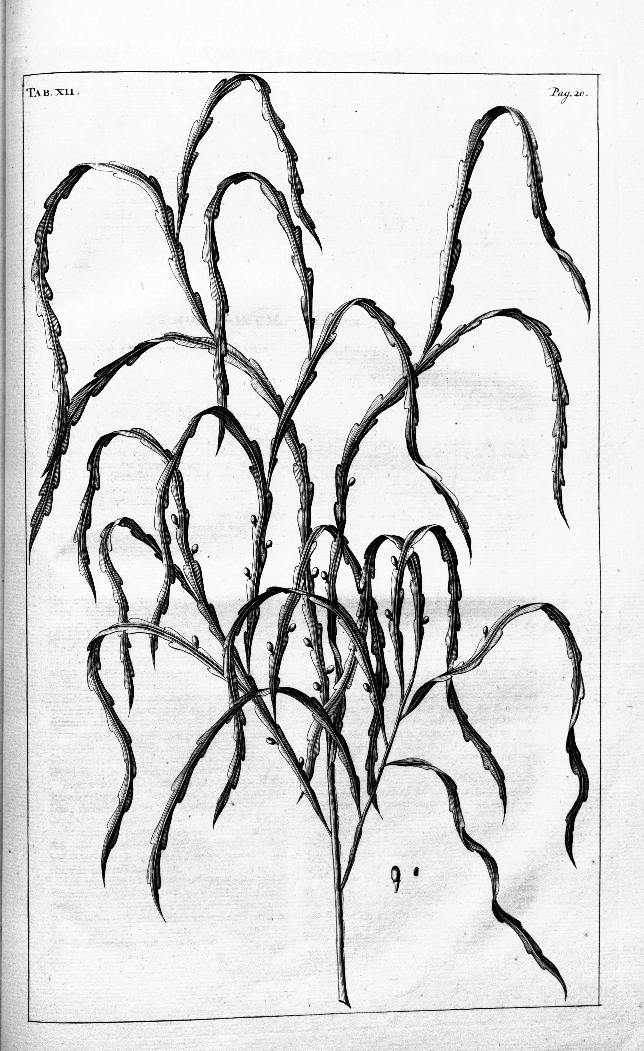 no full size  illustration available (3a)