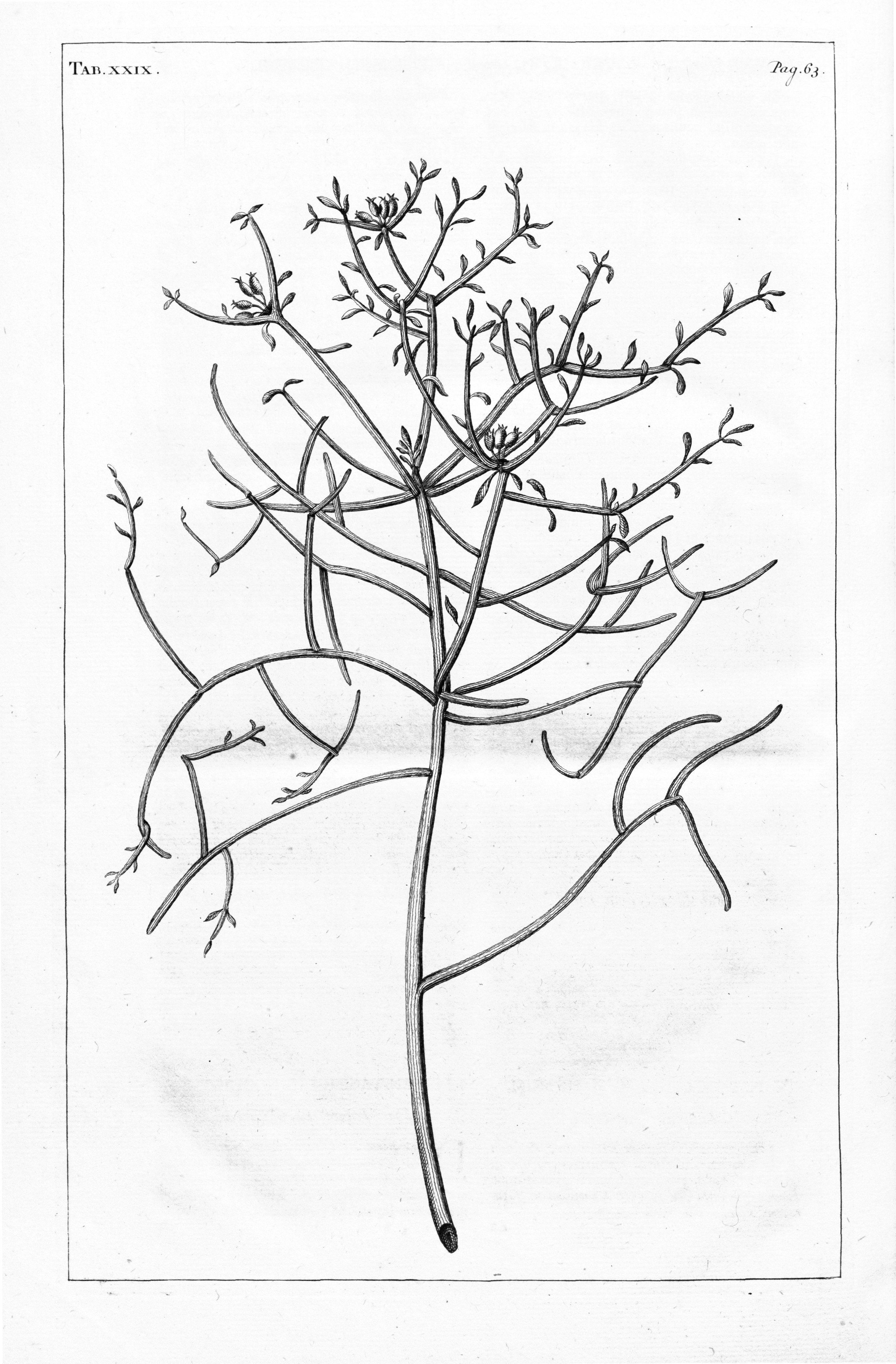 no full size  illustration available (3a)