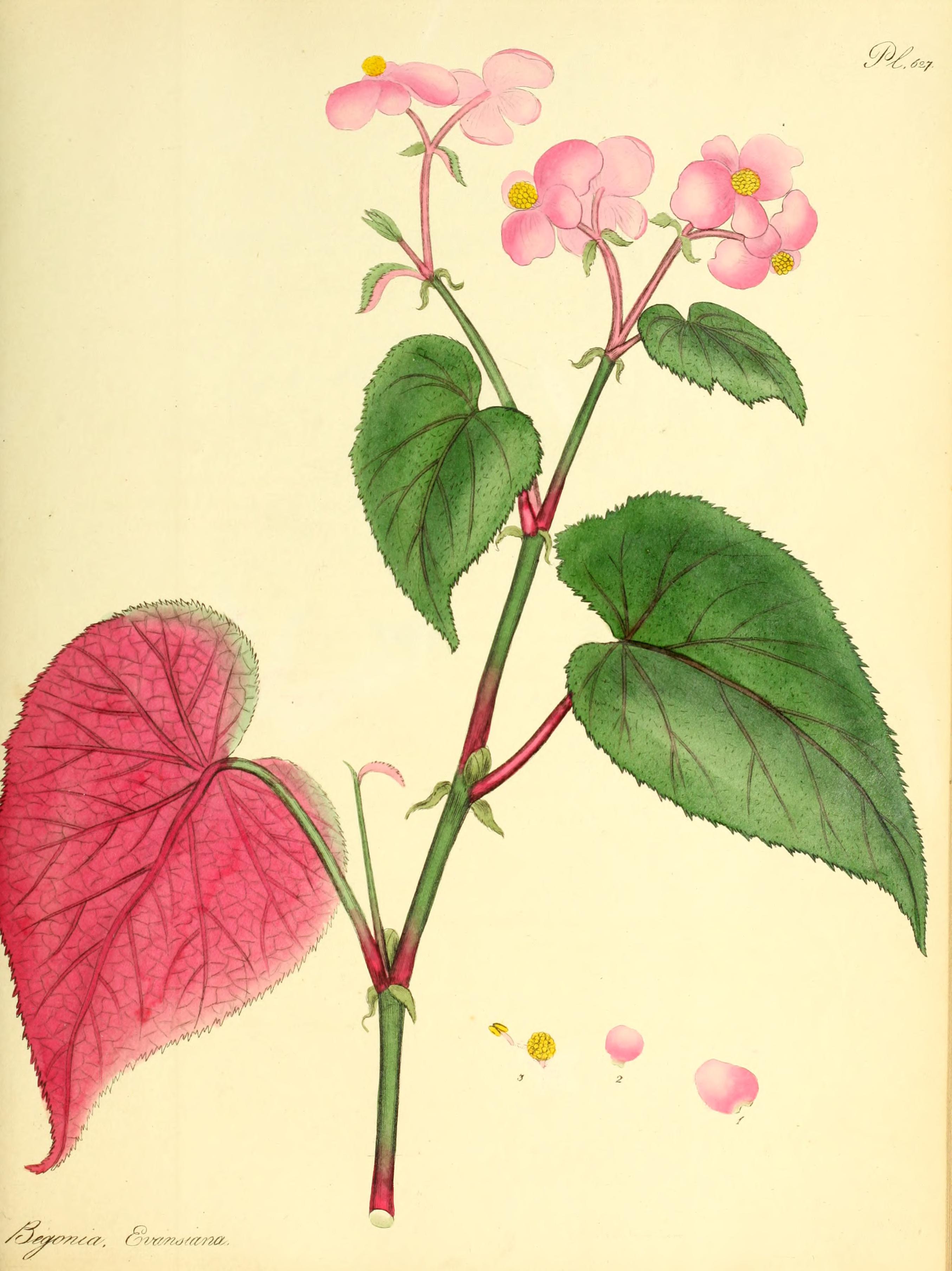 no full size  illustration available (3a)