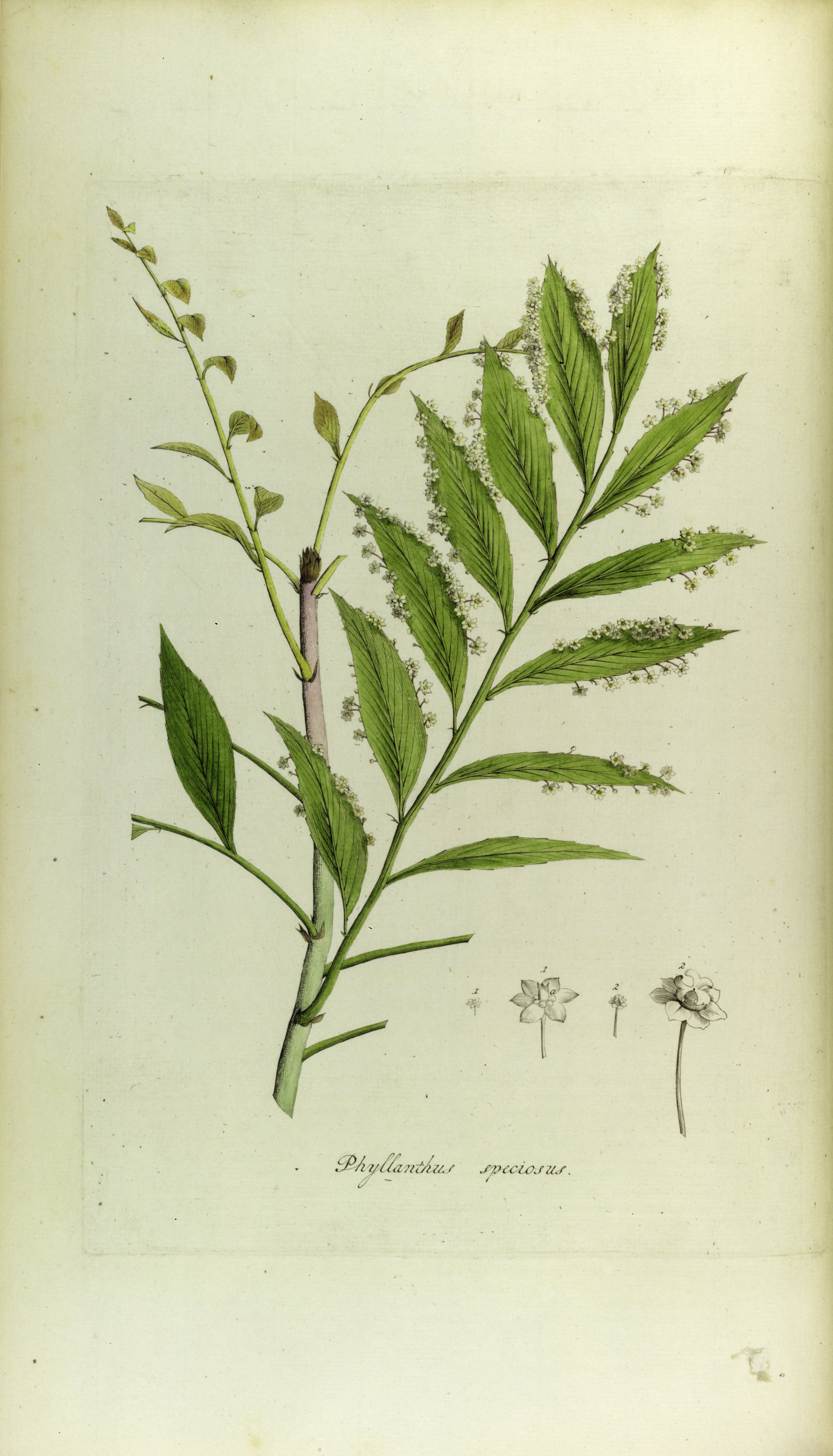 no full size  illustration available (3a)