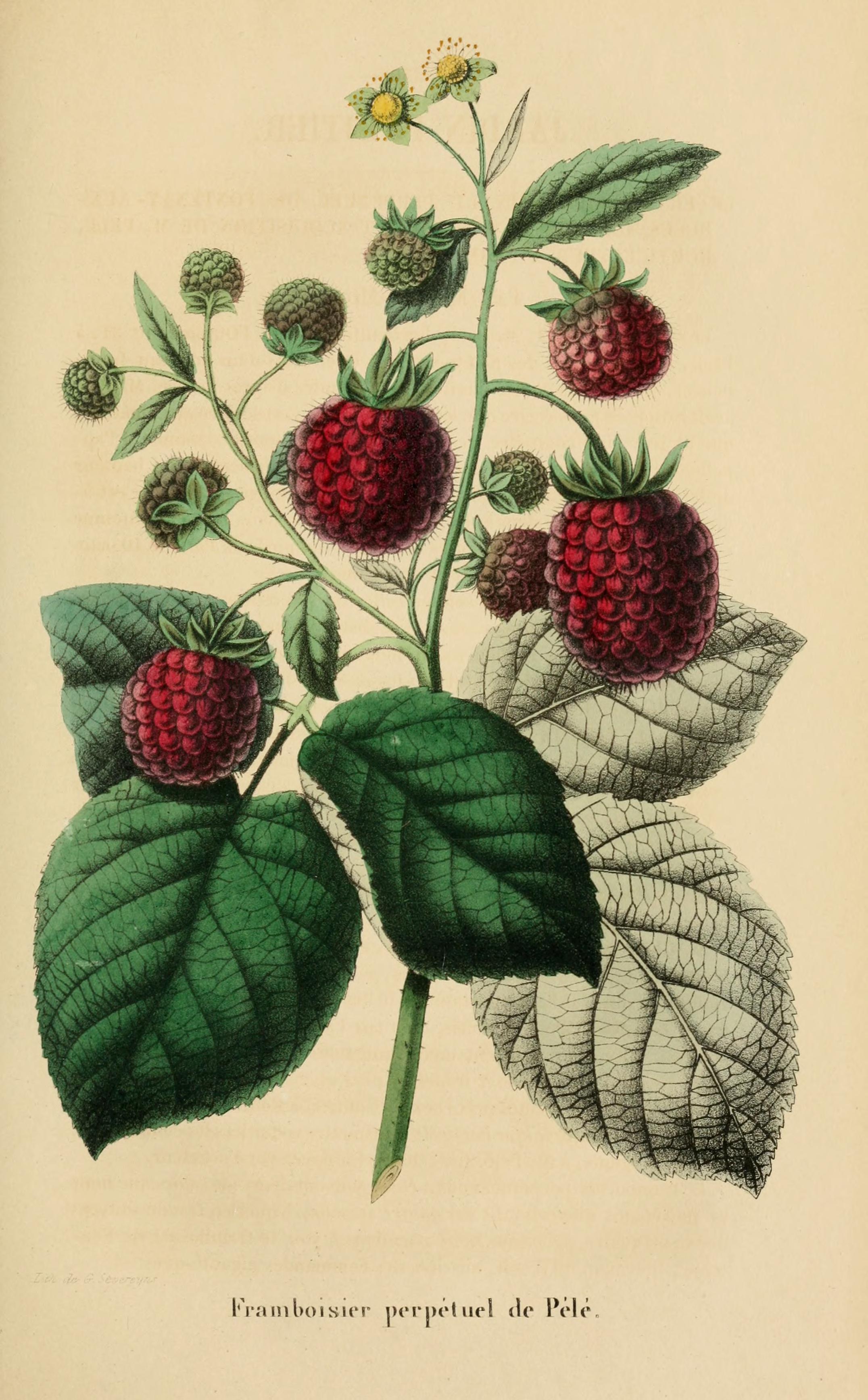 no full size  illustration available (3a)