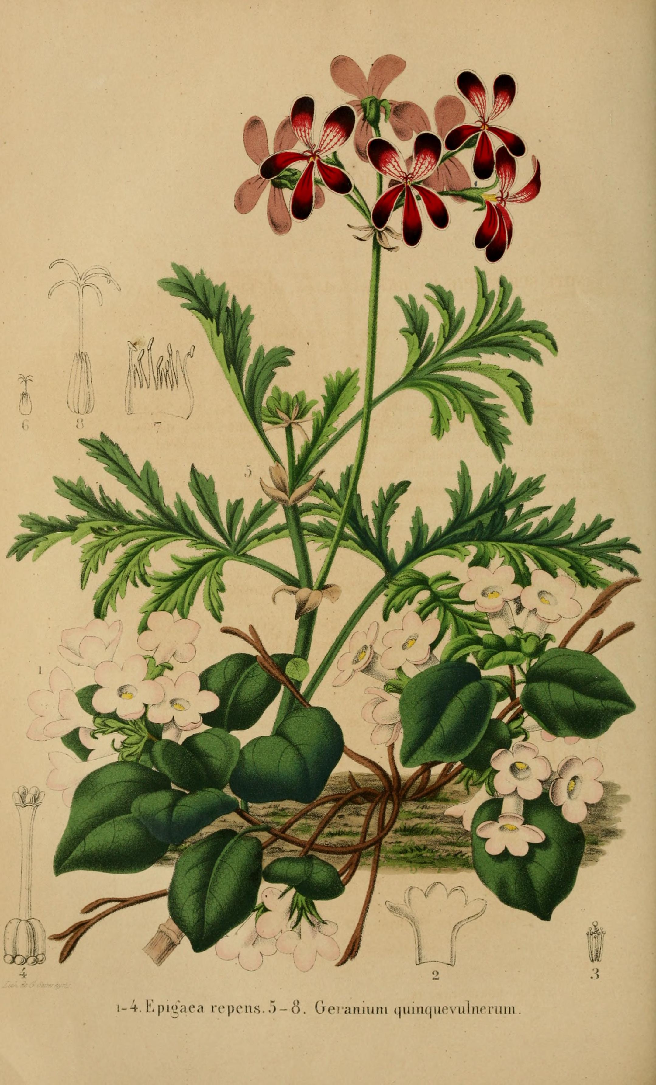 no full size  illustration available (3a)