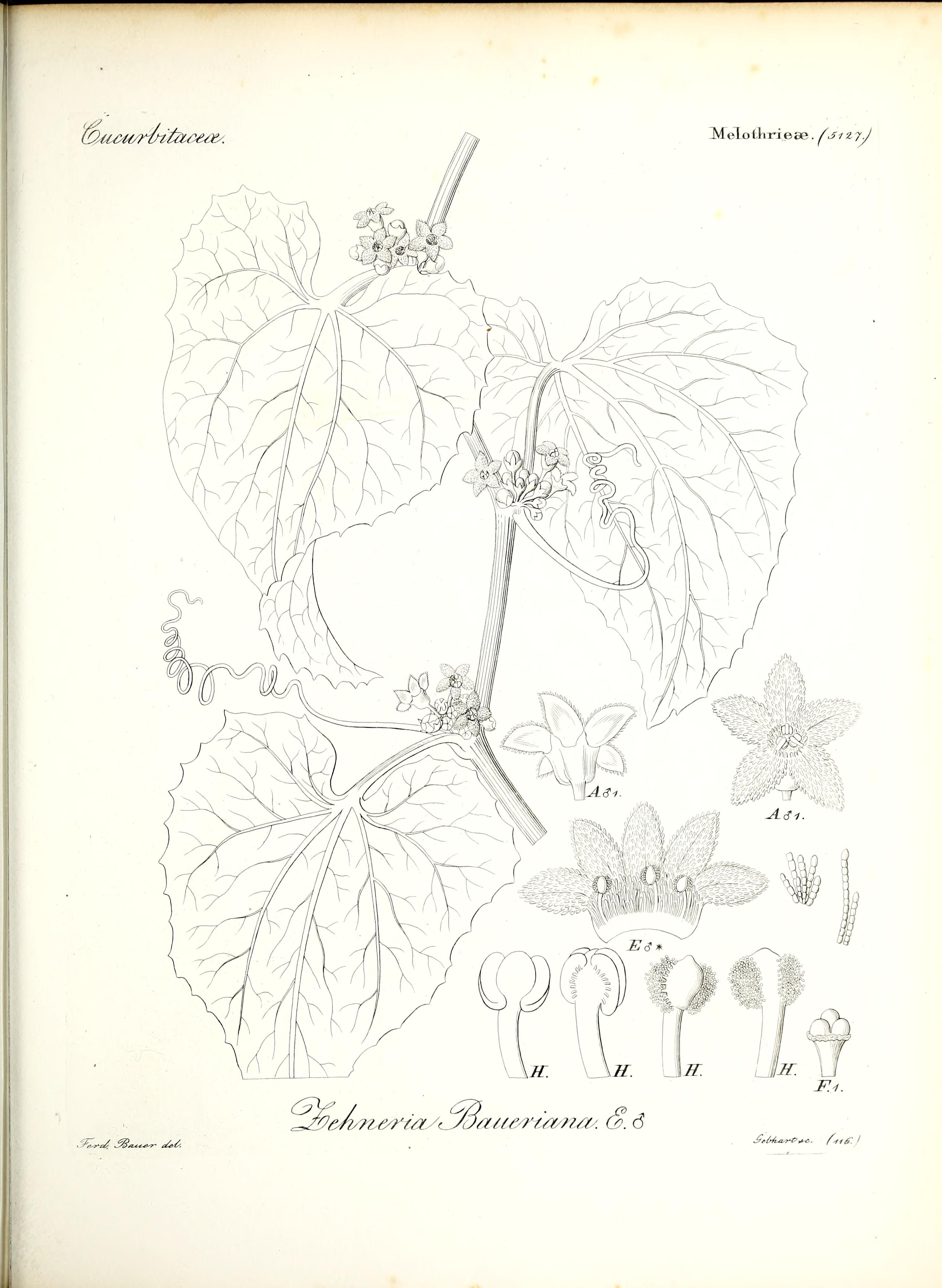 no full size  illustration available (3a)