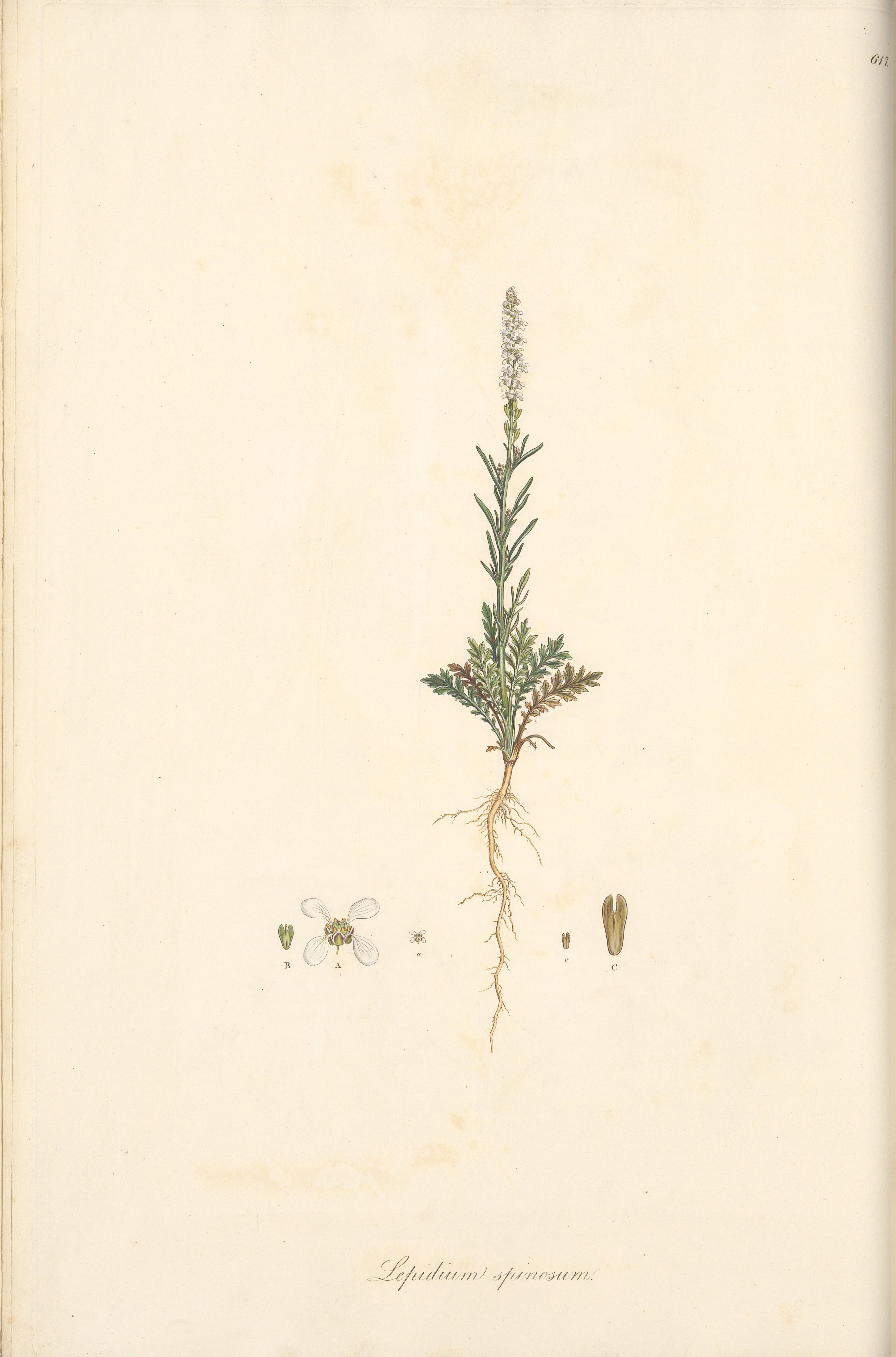 no full size  illustration available (3a)