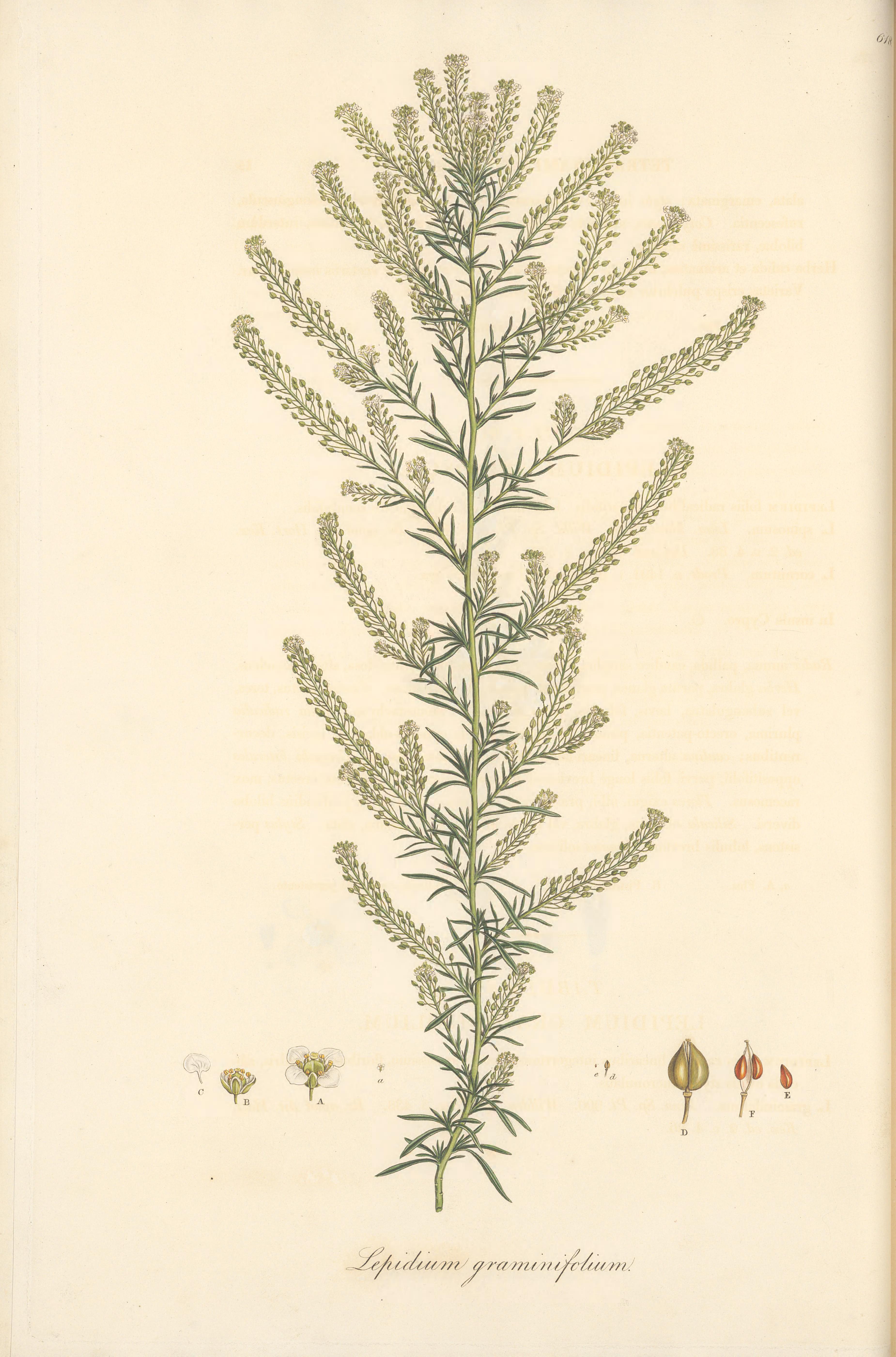 no full size  illustration available (3a)