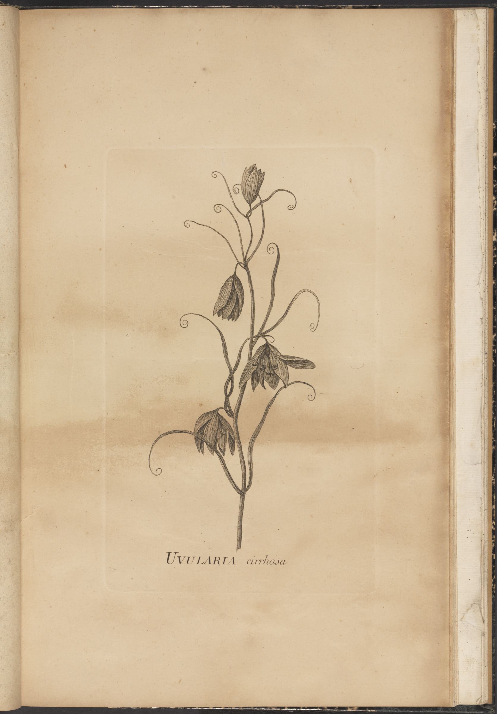 no full size  illustration available (3a)