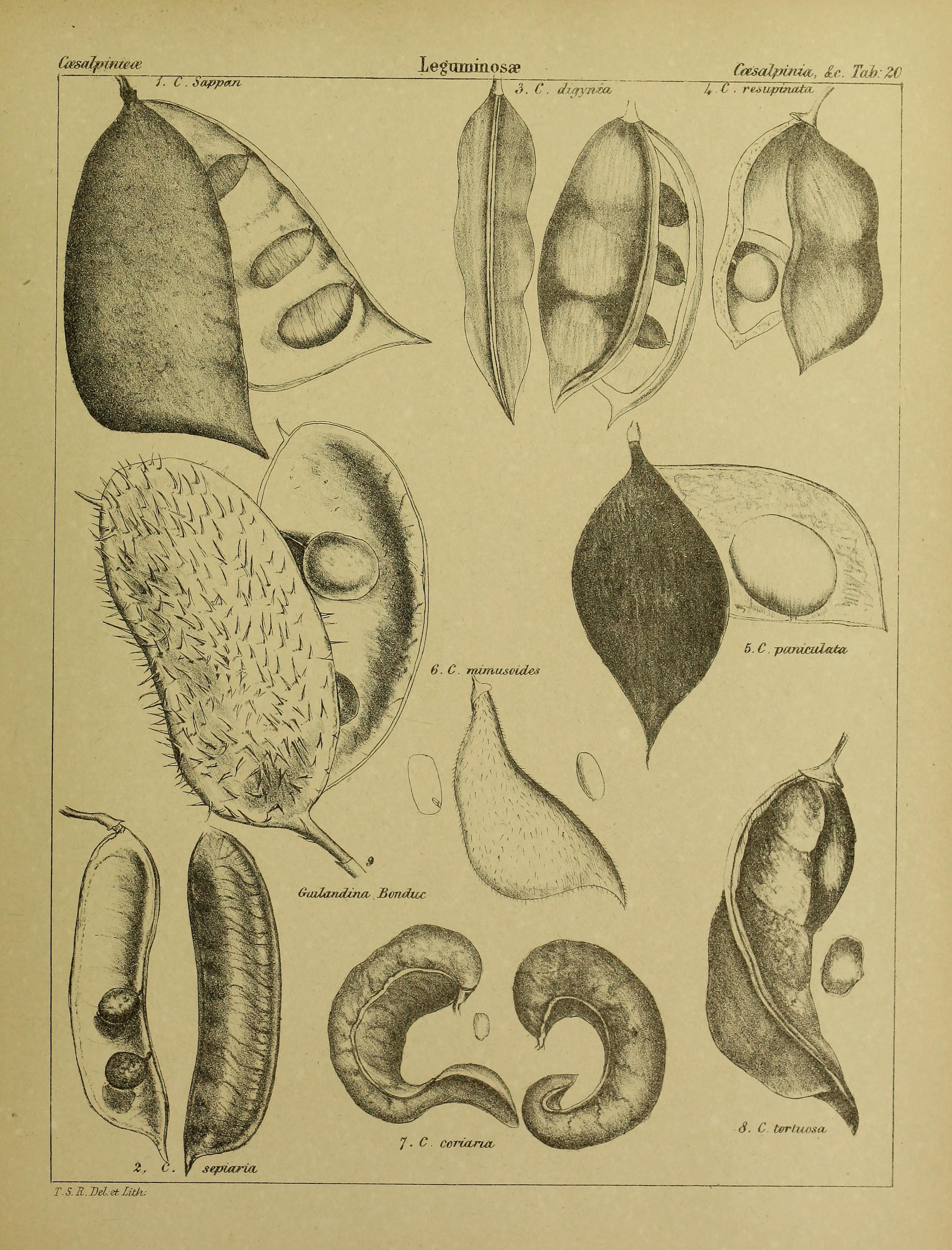 no full size  illustration available (3a)