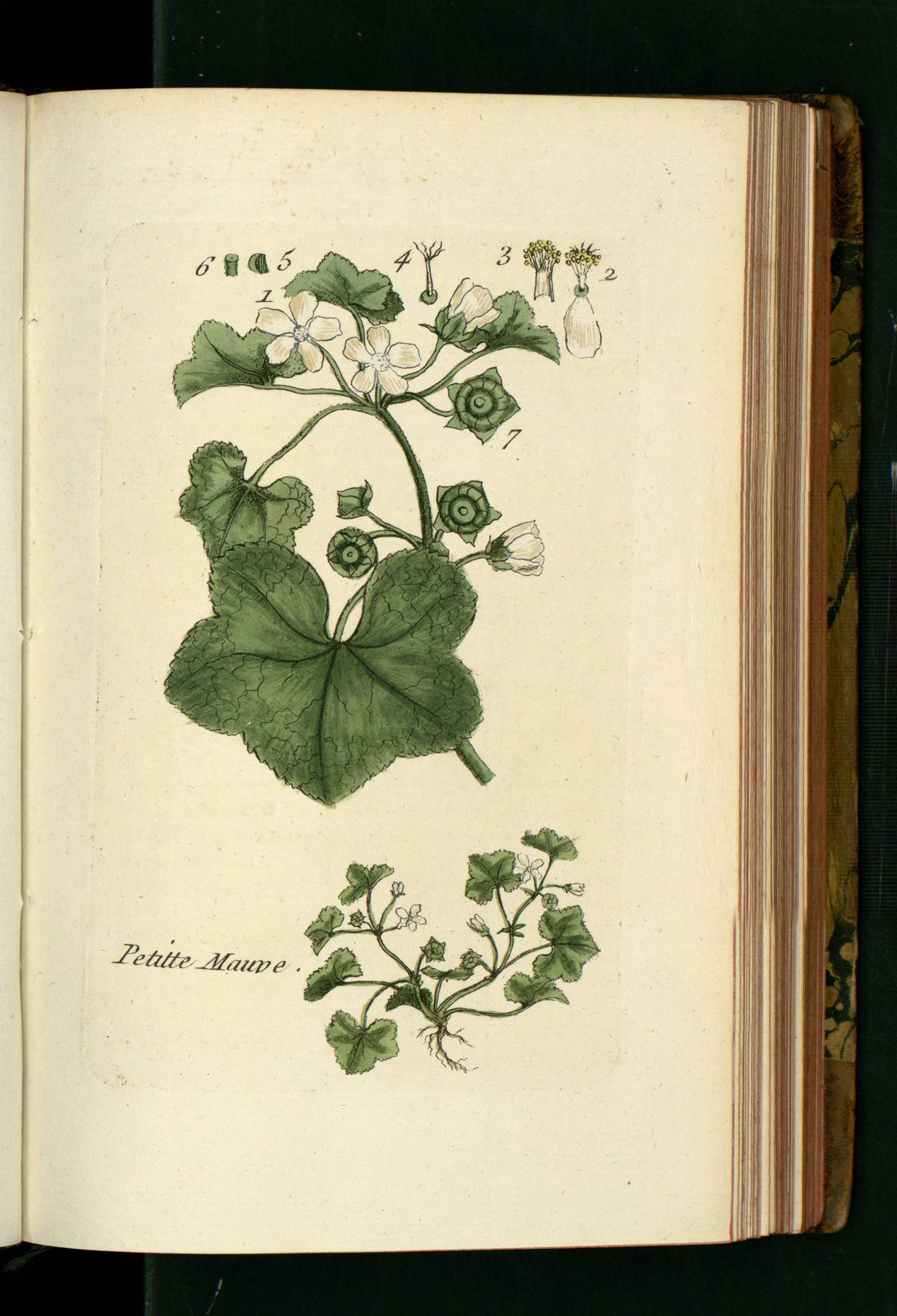 no full size  illustration available (3a)