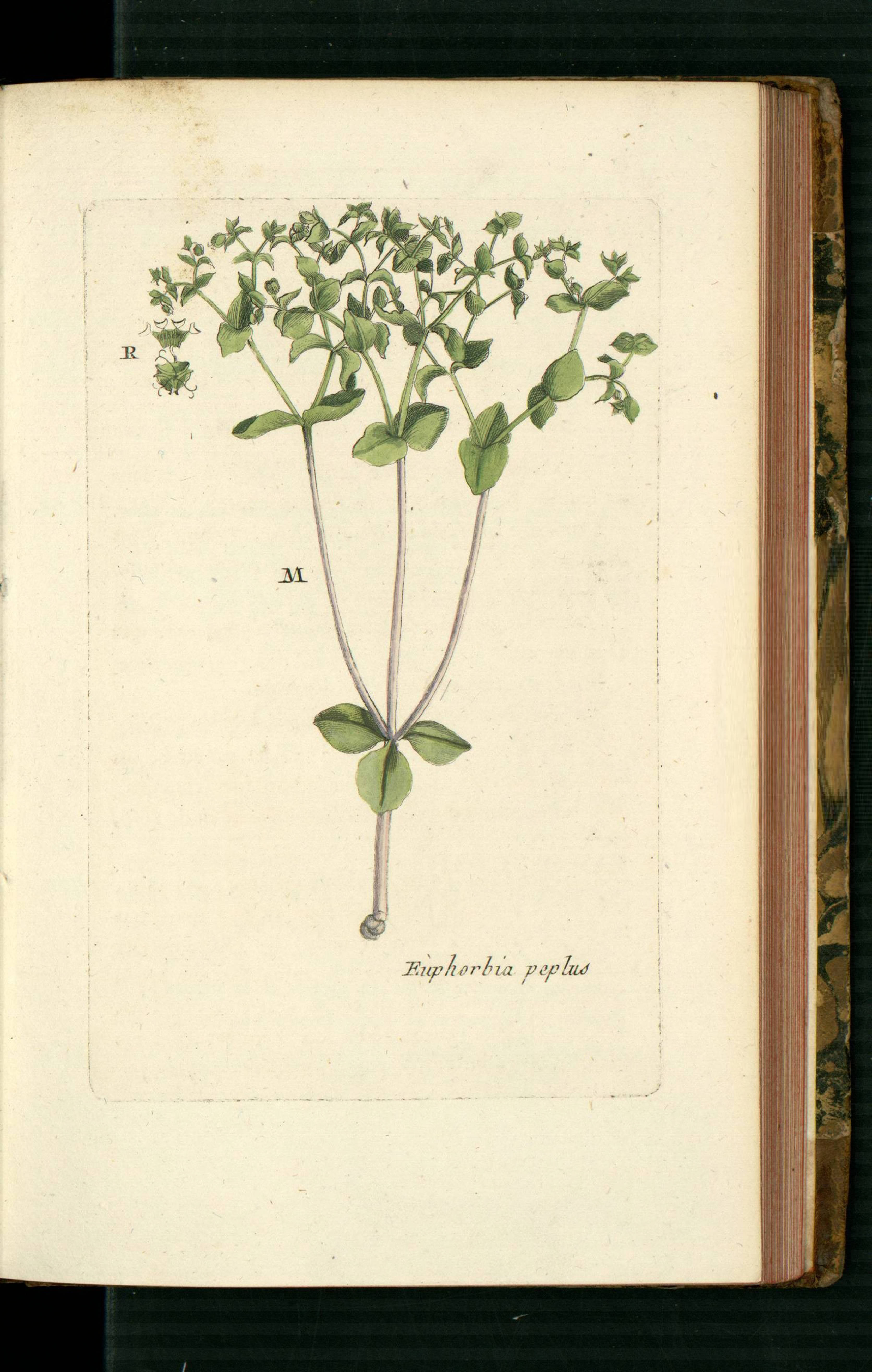 no full size  illustration available (3a)