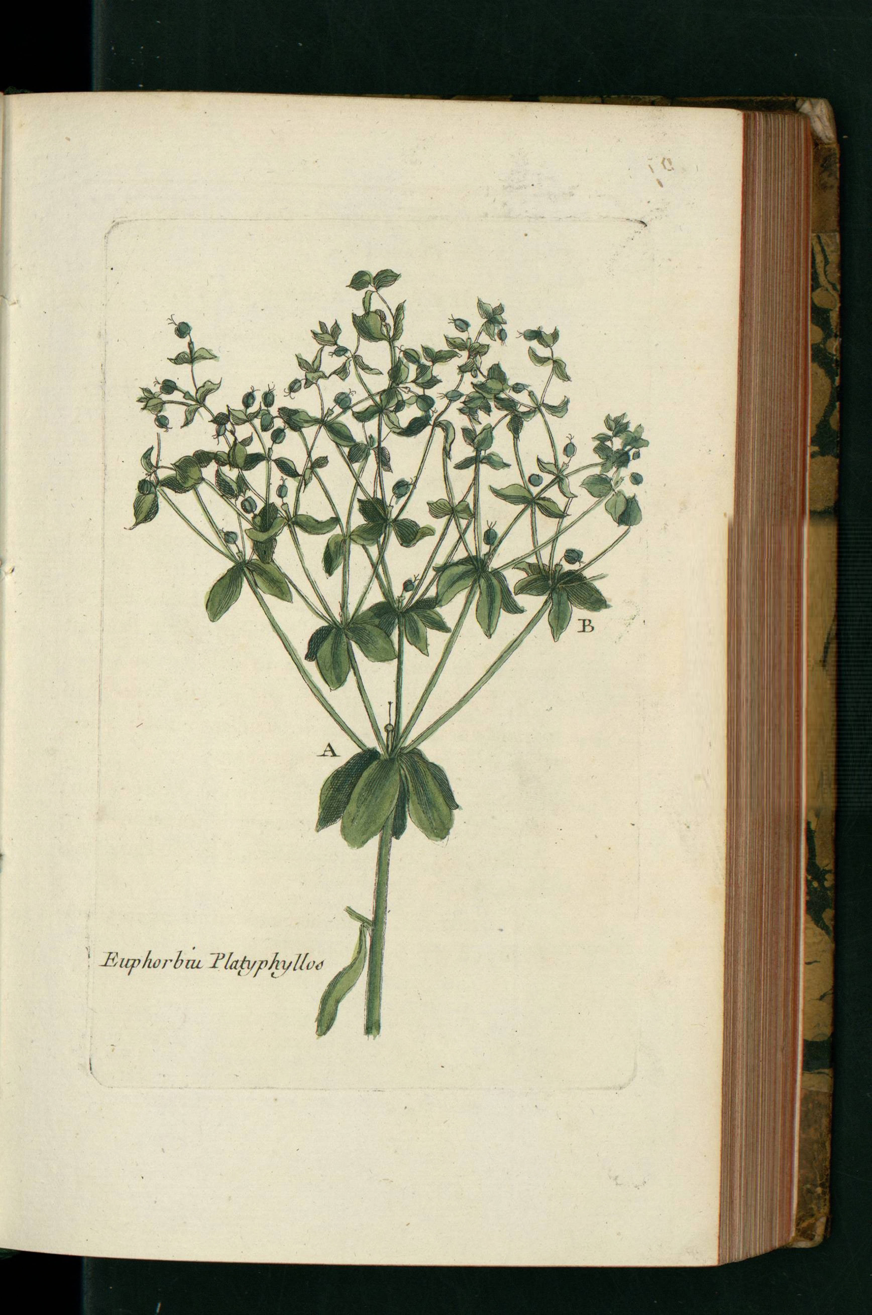 no full size  illustration available (3a)