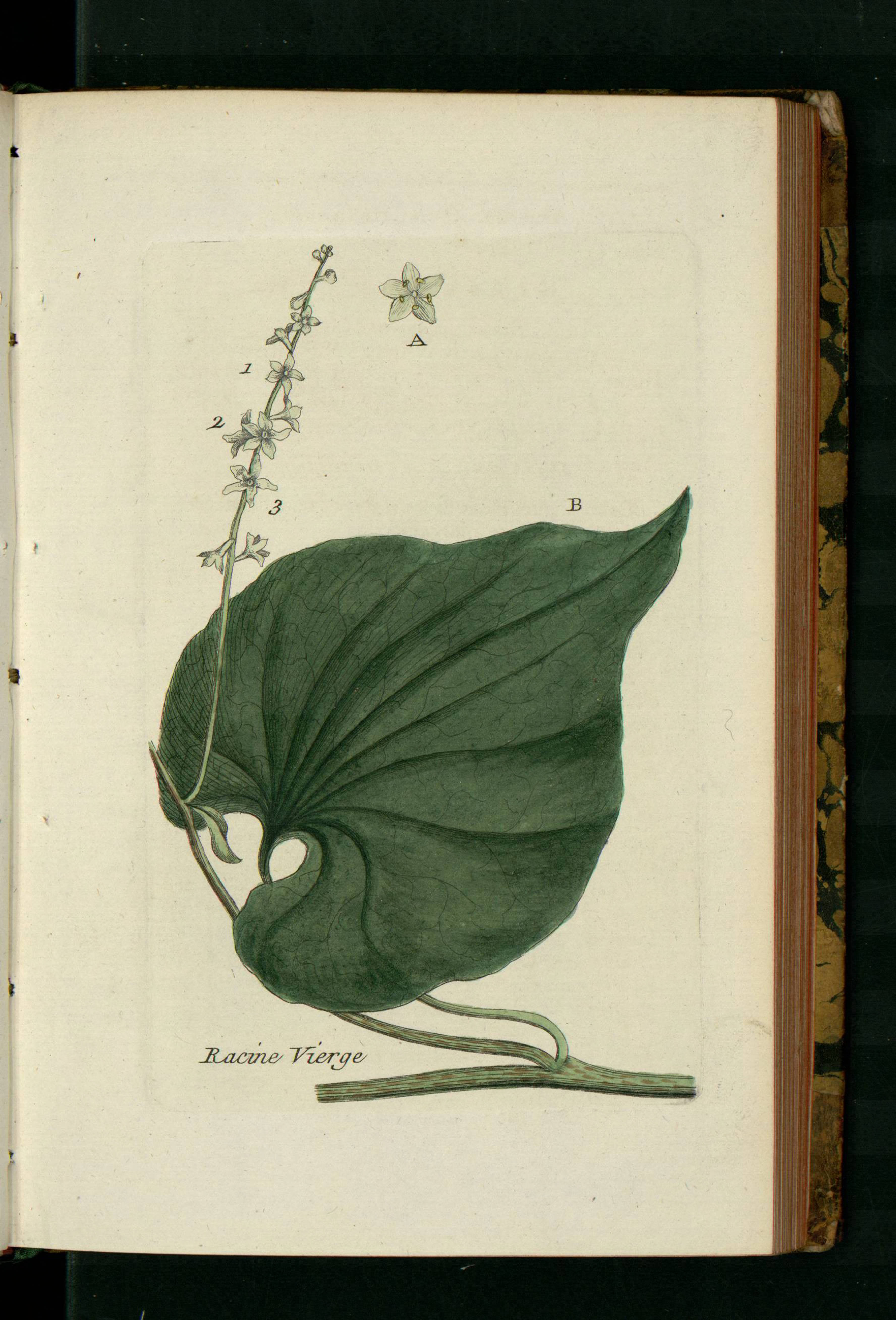 no full size  illustration available (3a)