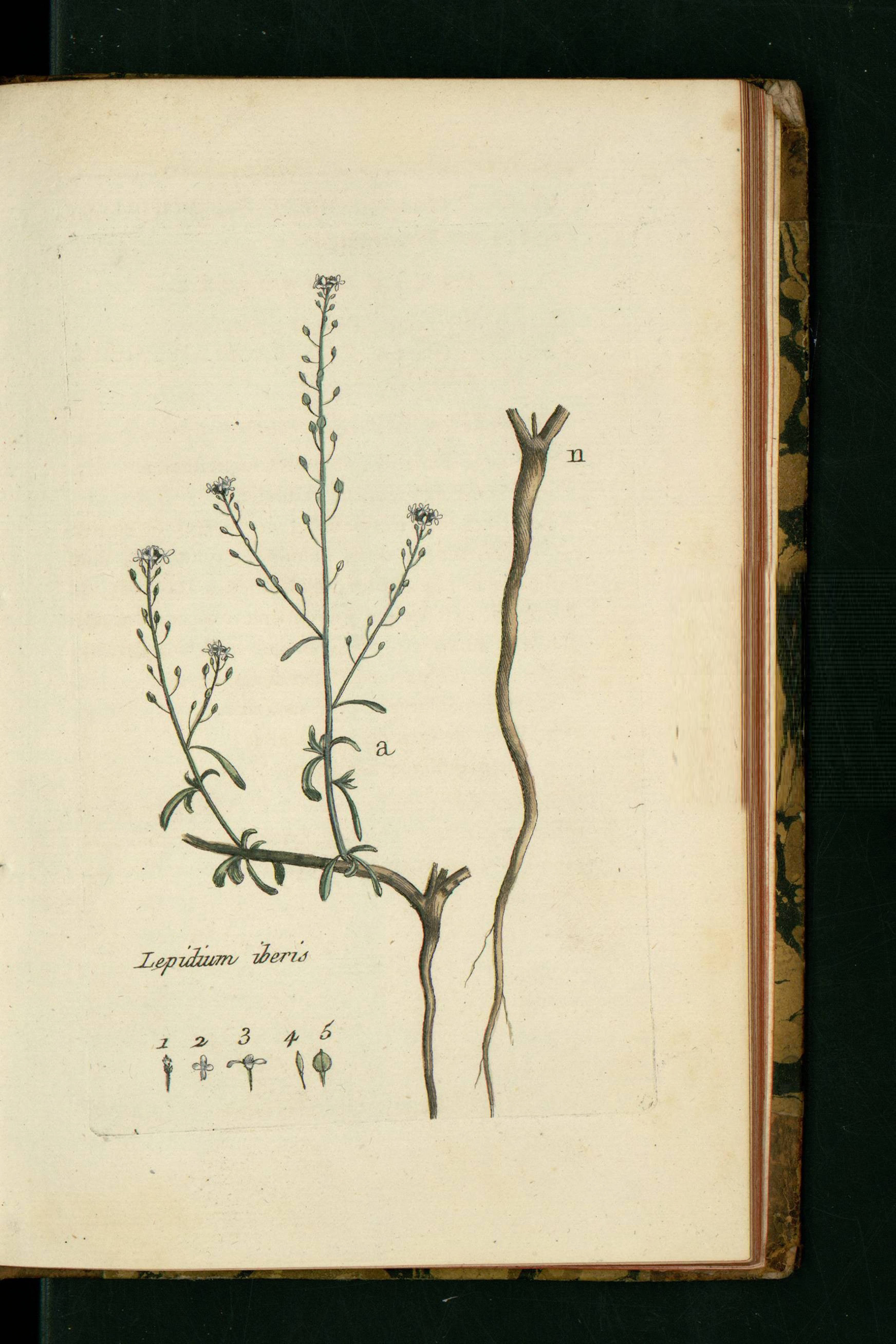 no full size  illustration available (3a)