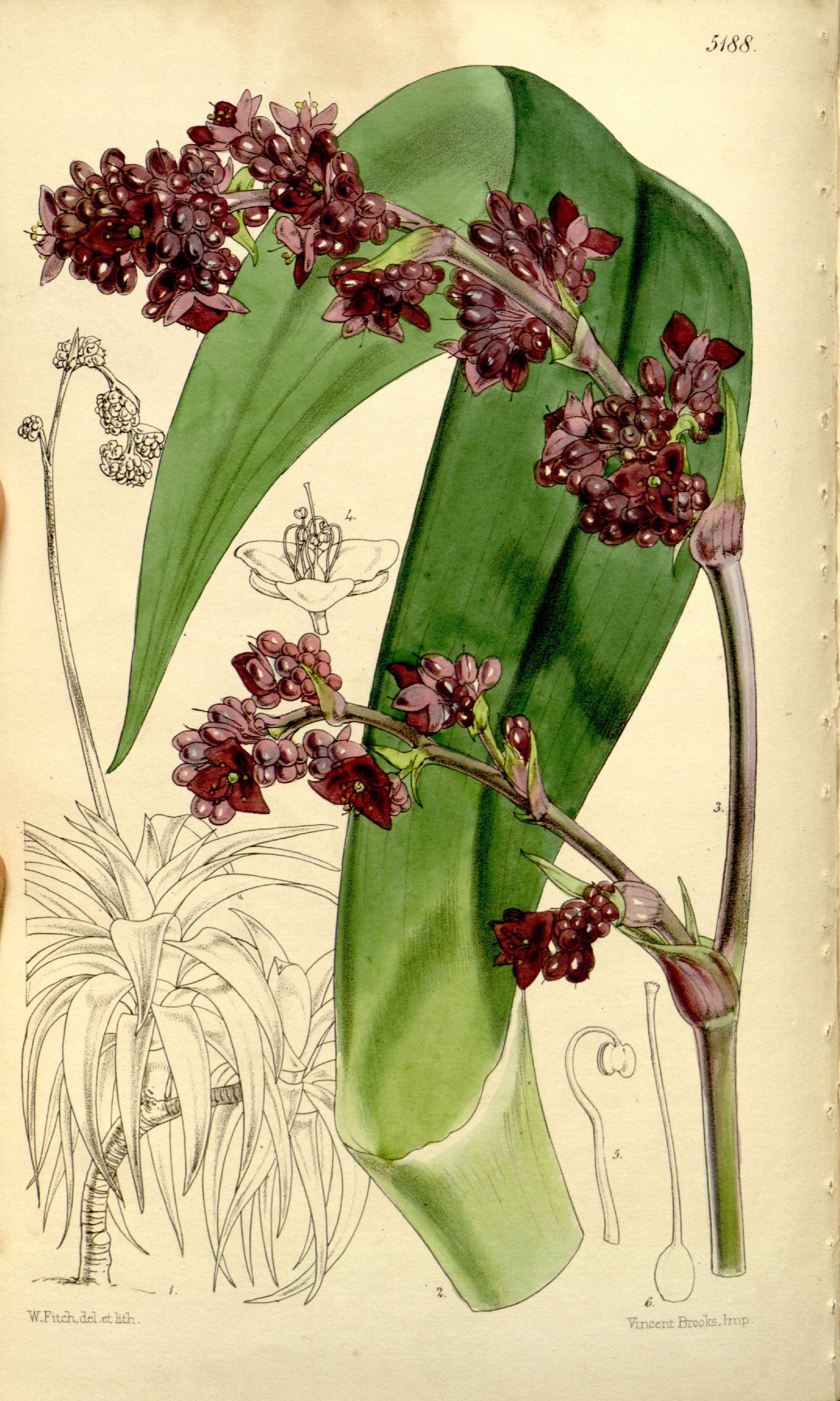 no full size  illustration available (3a)