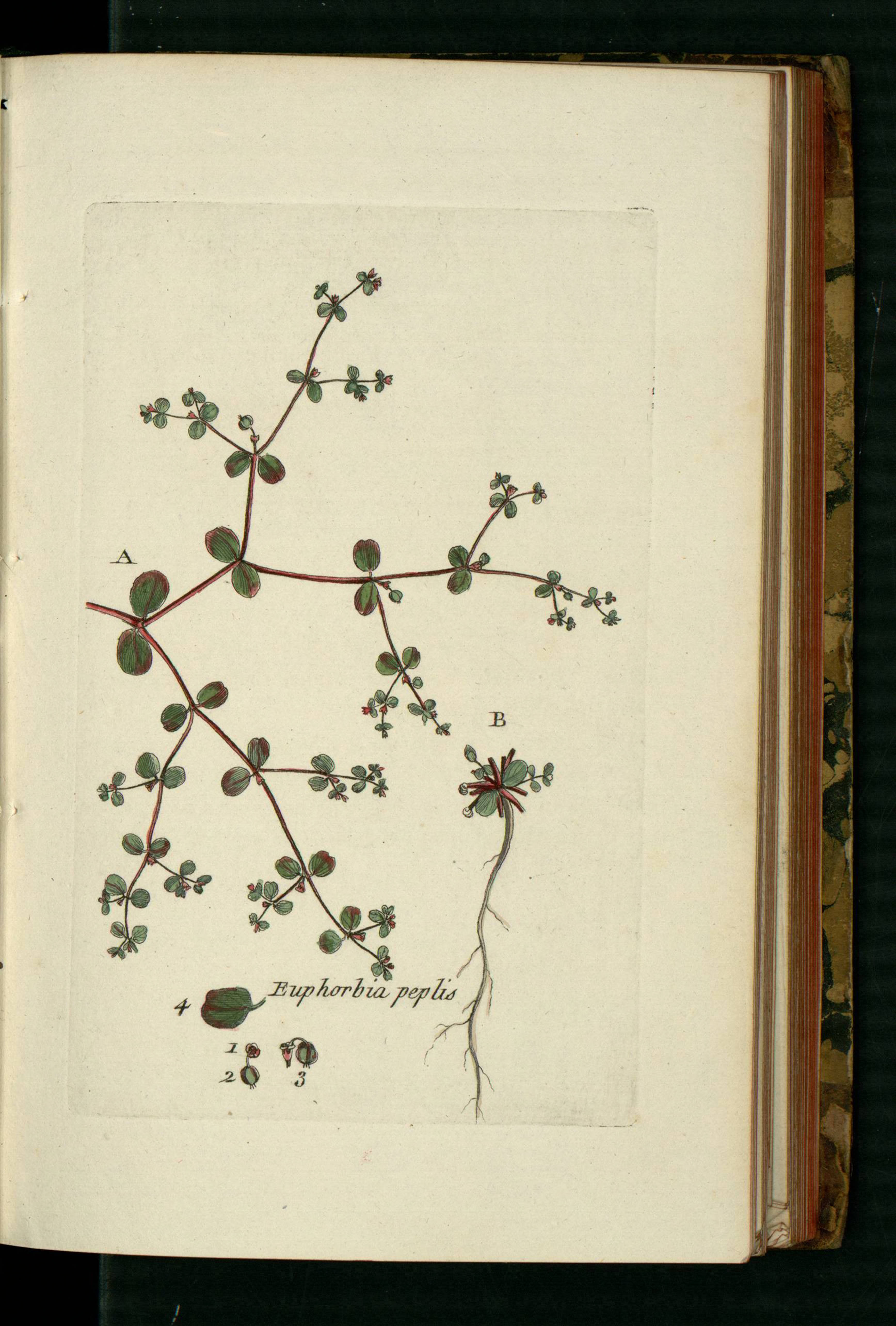 no full size  illustration available (3a)