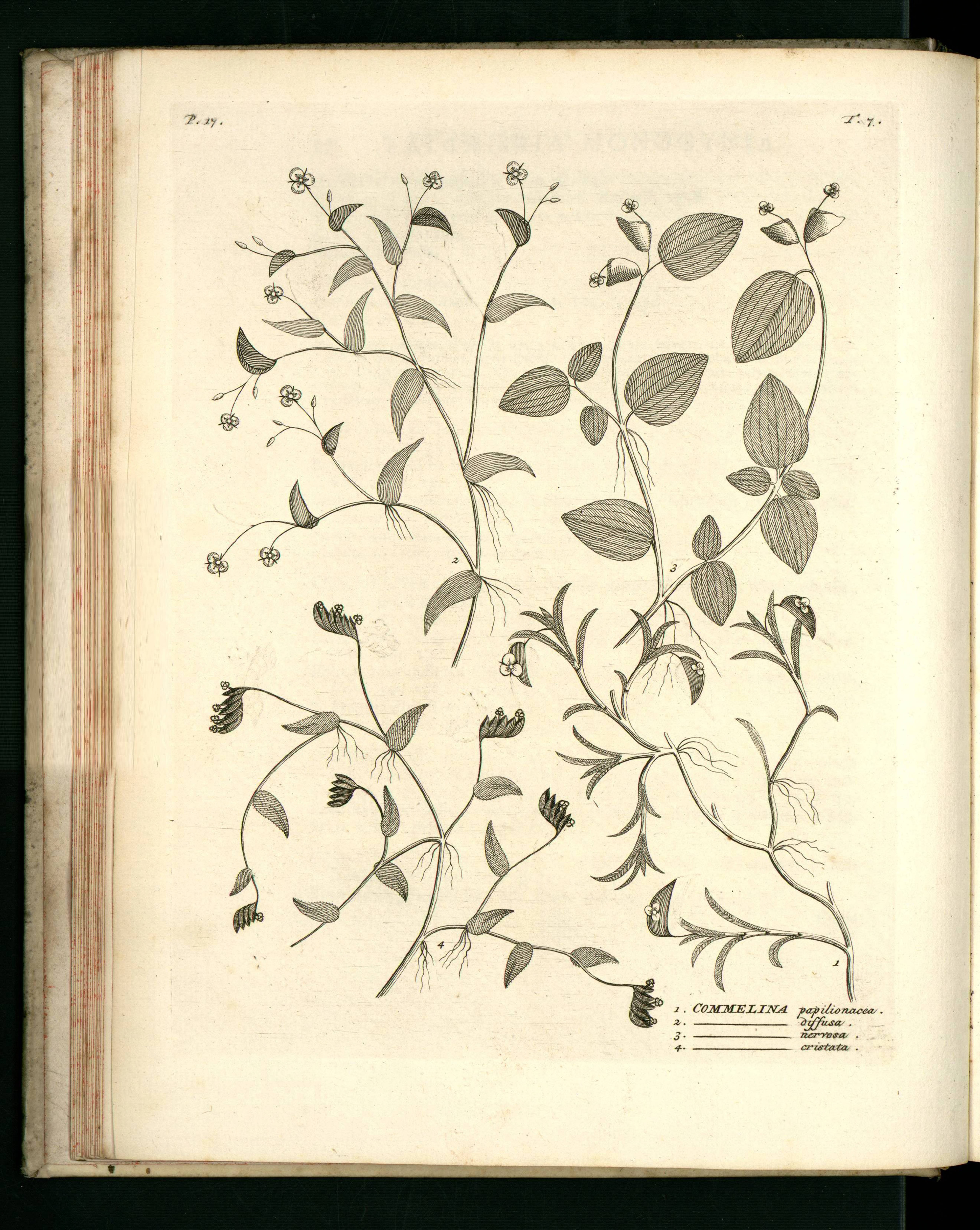 no full size  illustration available (3a)