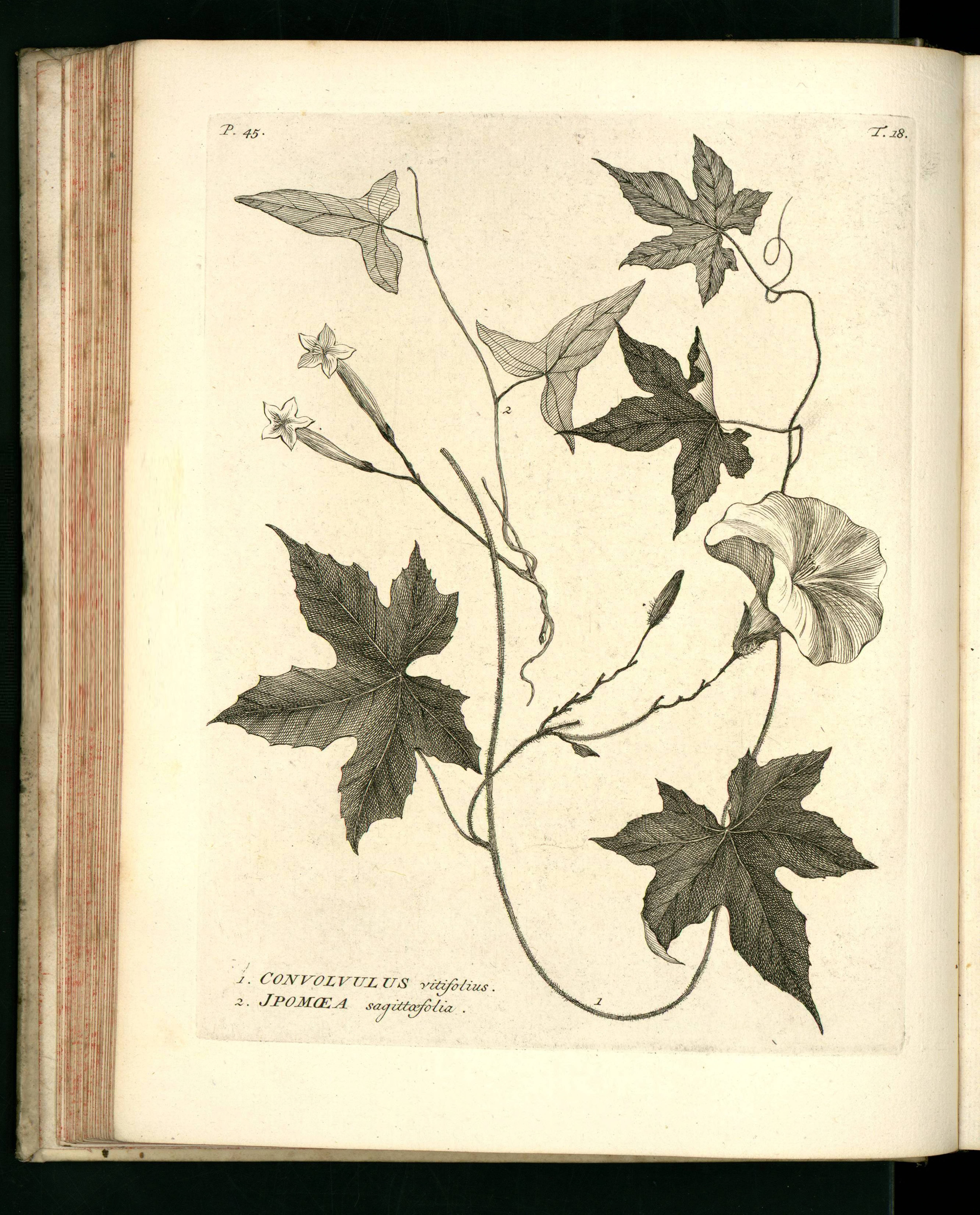 no full size  illustration available (3a)