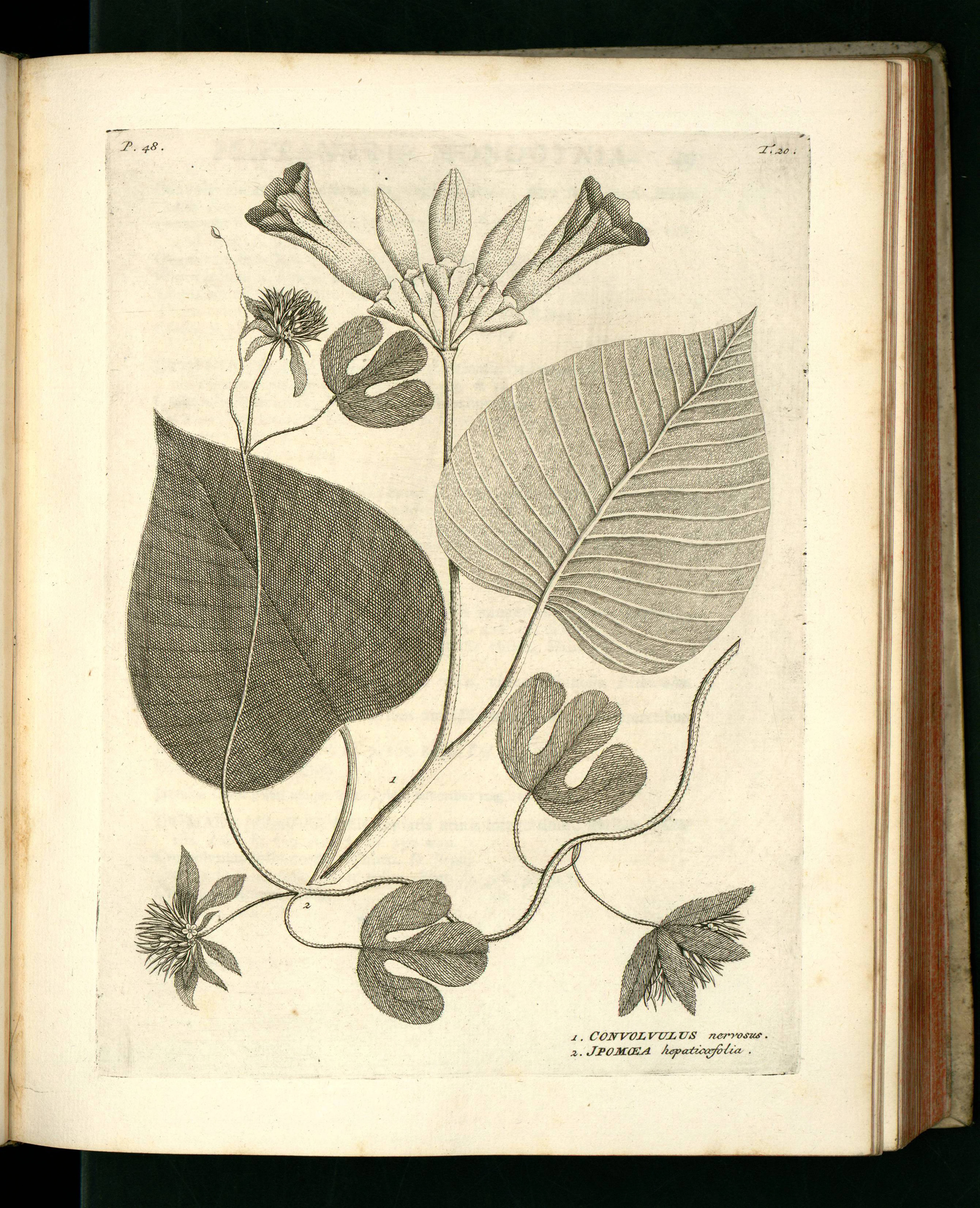 no full size  illustration available (3a)