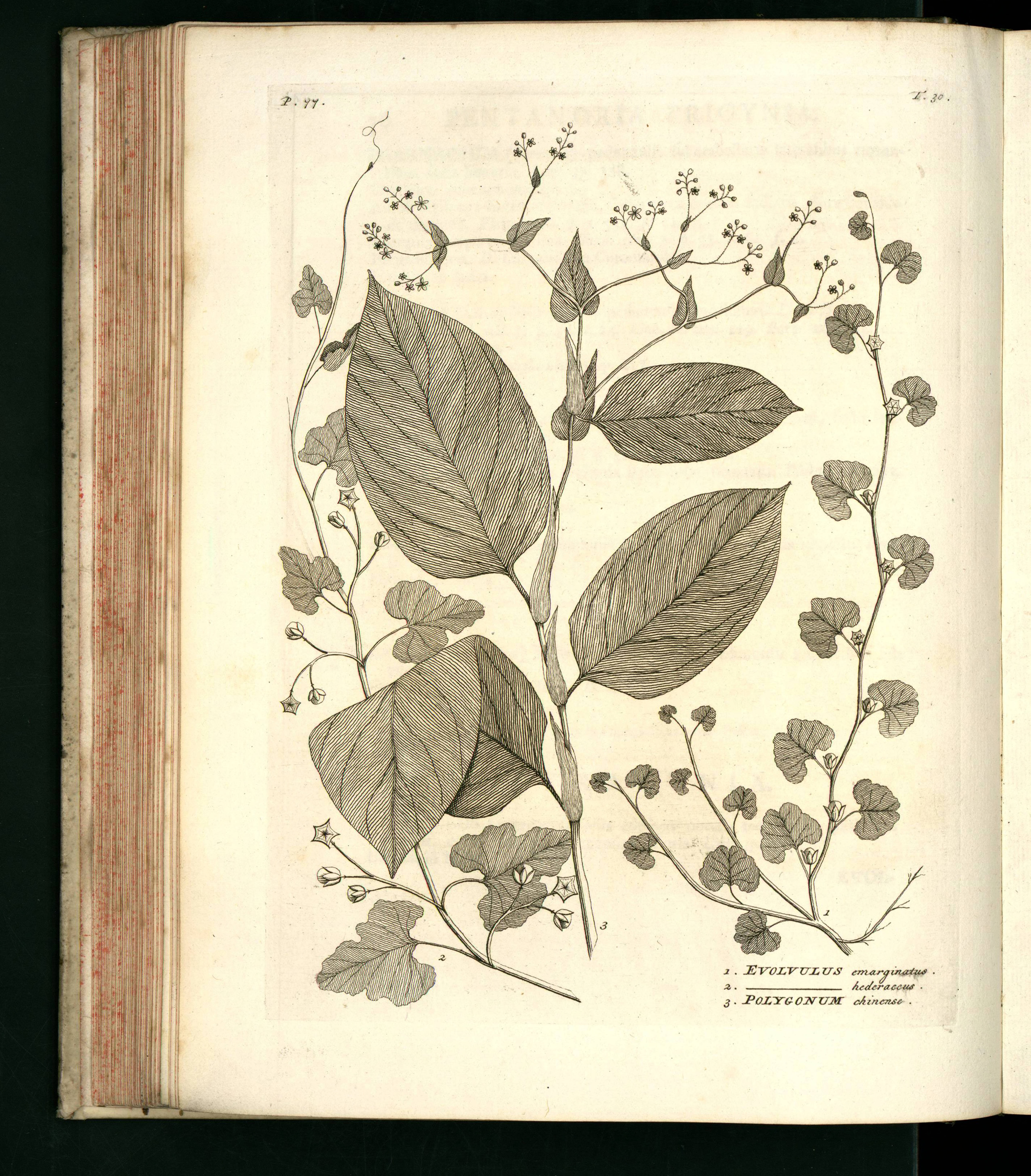 no full size  illustration available (3a)