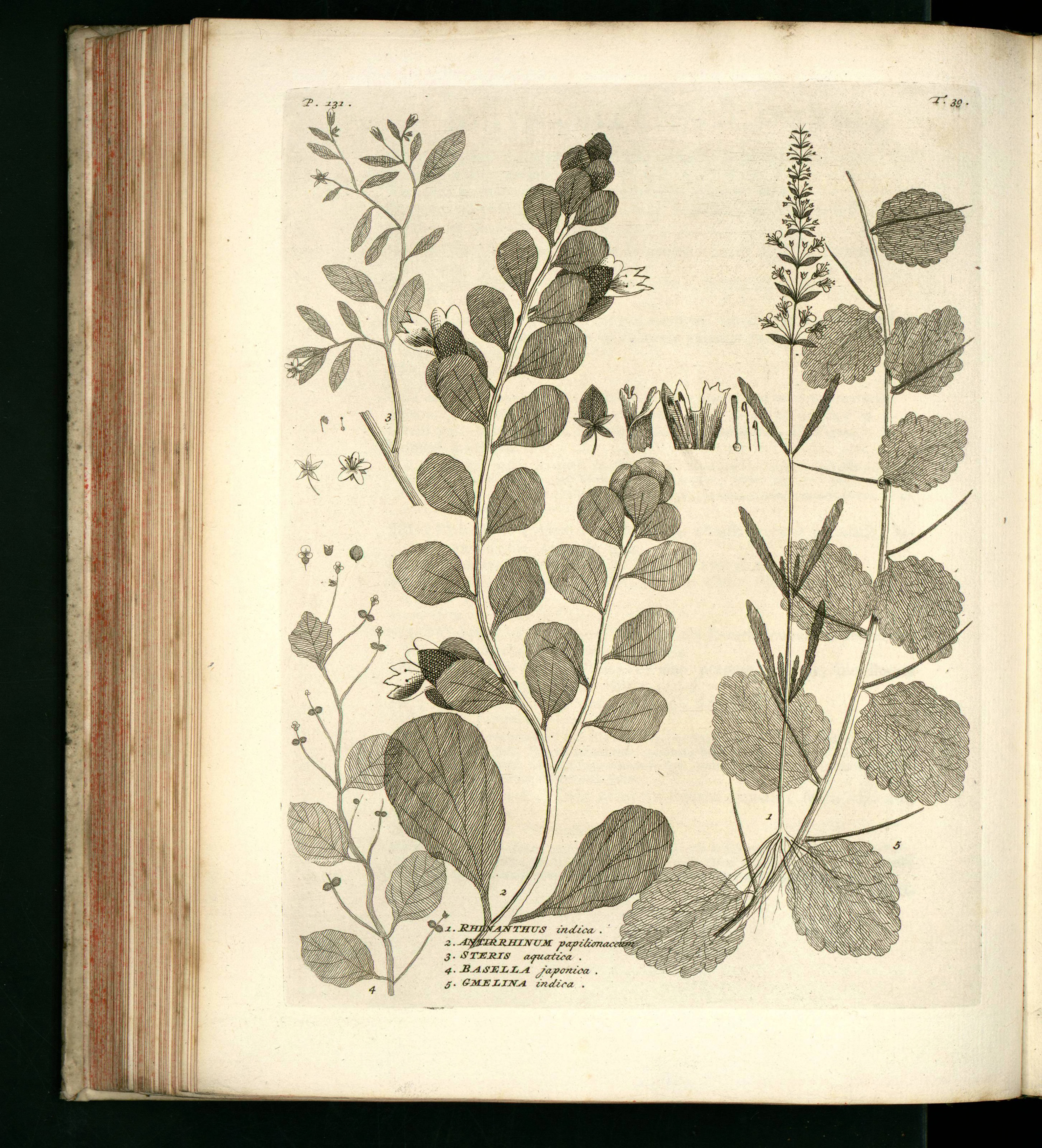 no full size  illustration available (3a)