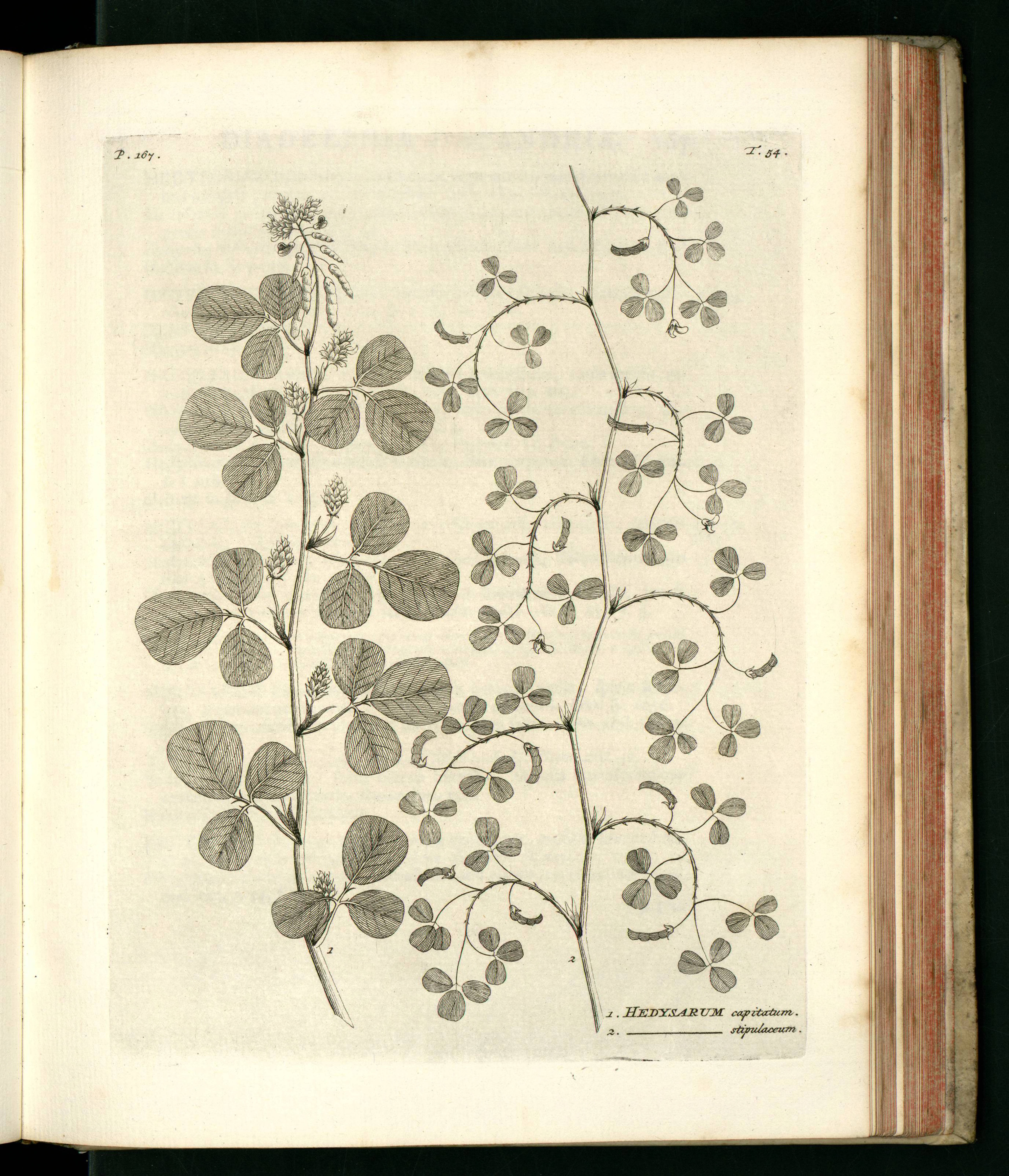 no full size  illustration available (3a)