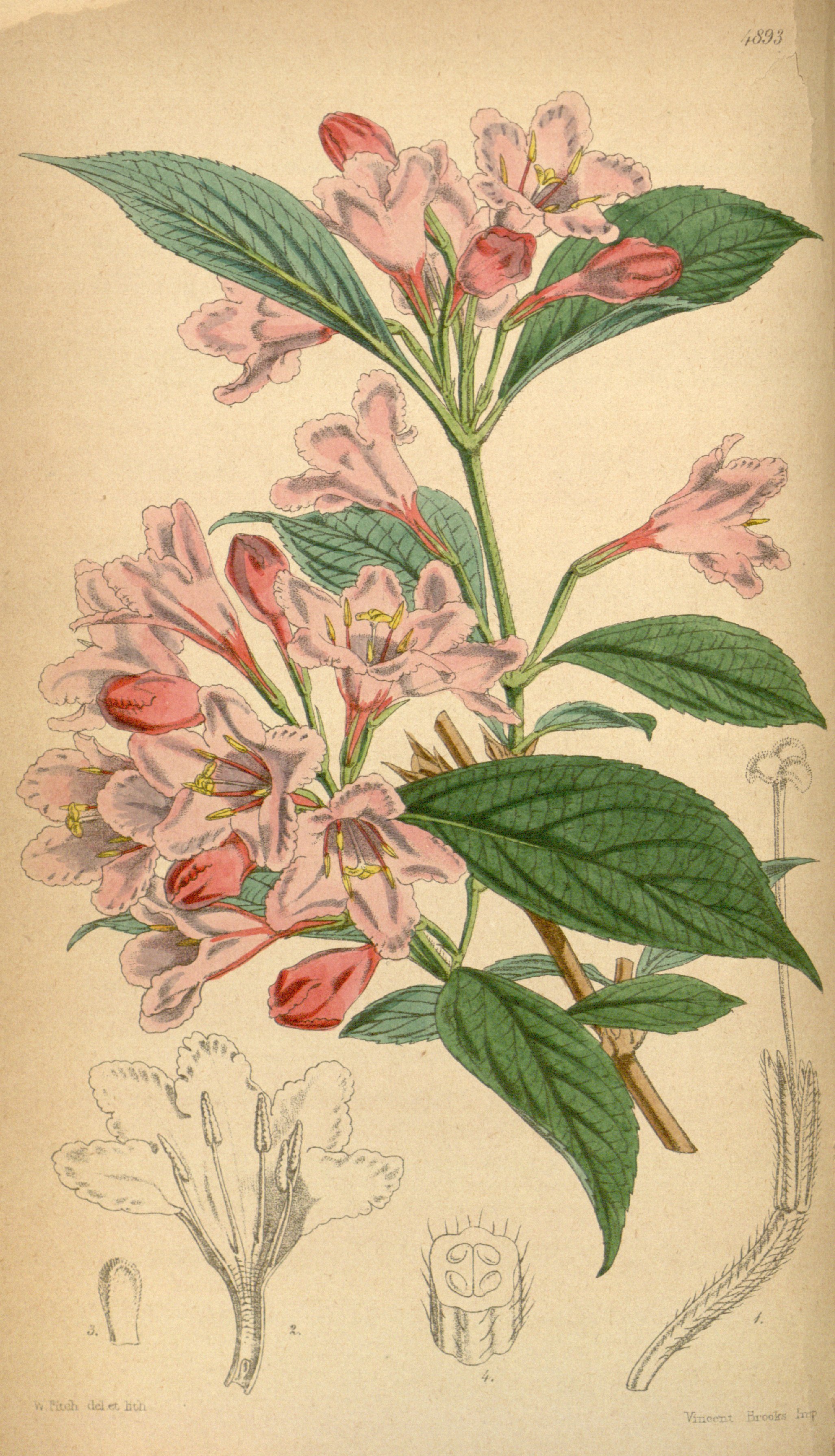 no full size  illustration available (3a)