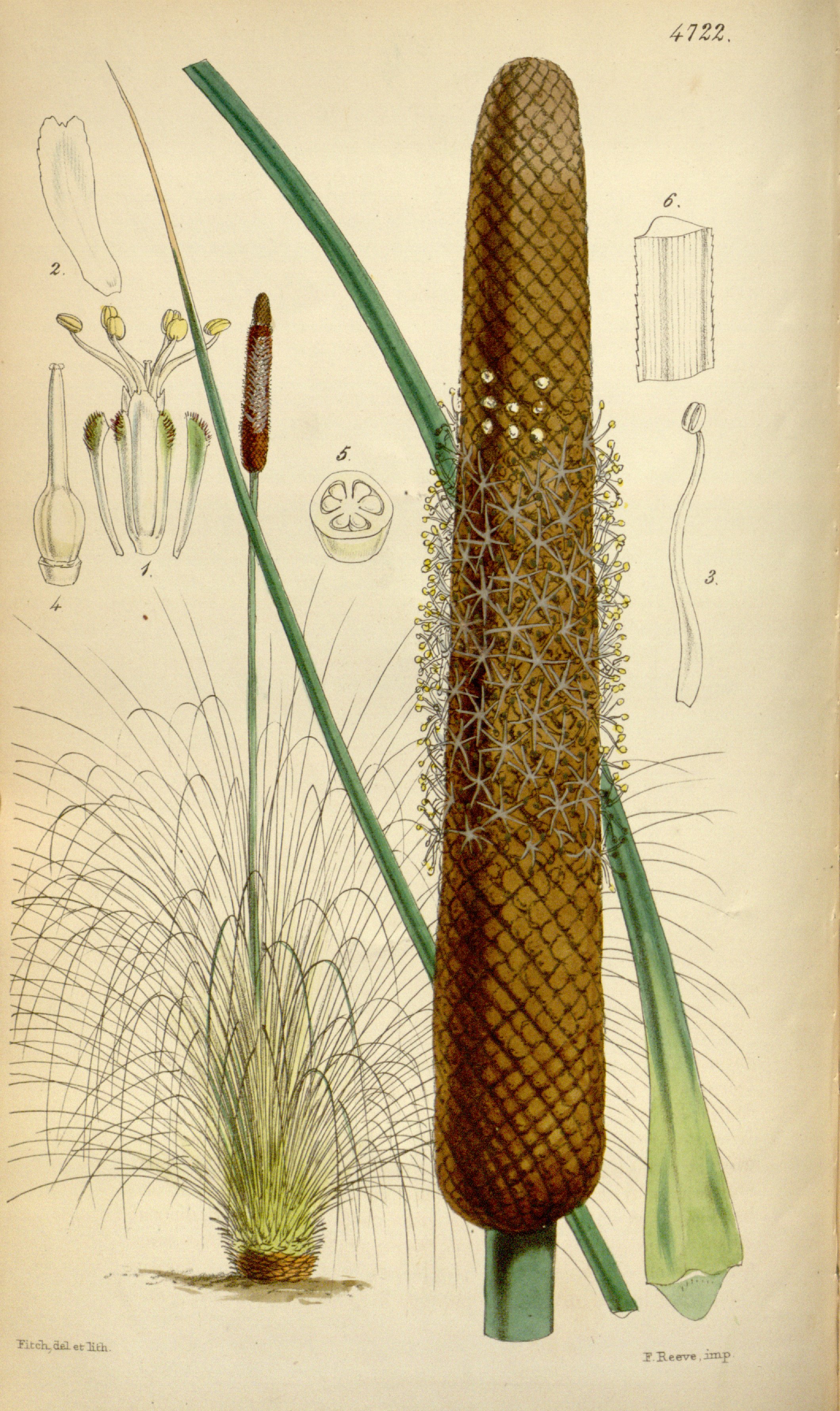 no full size  illustration available (3a)