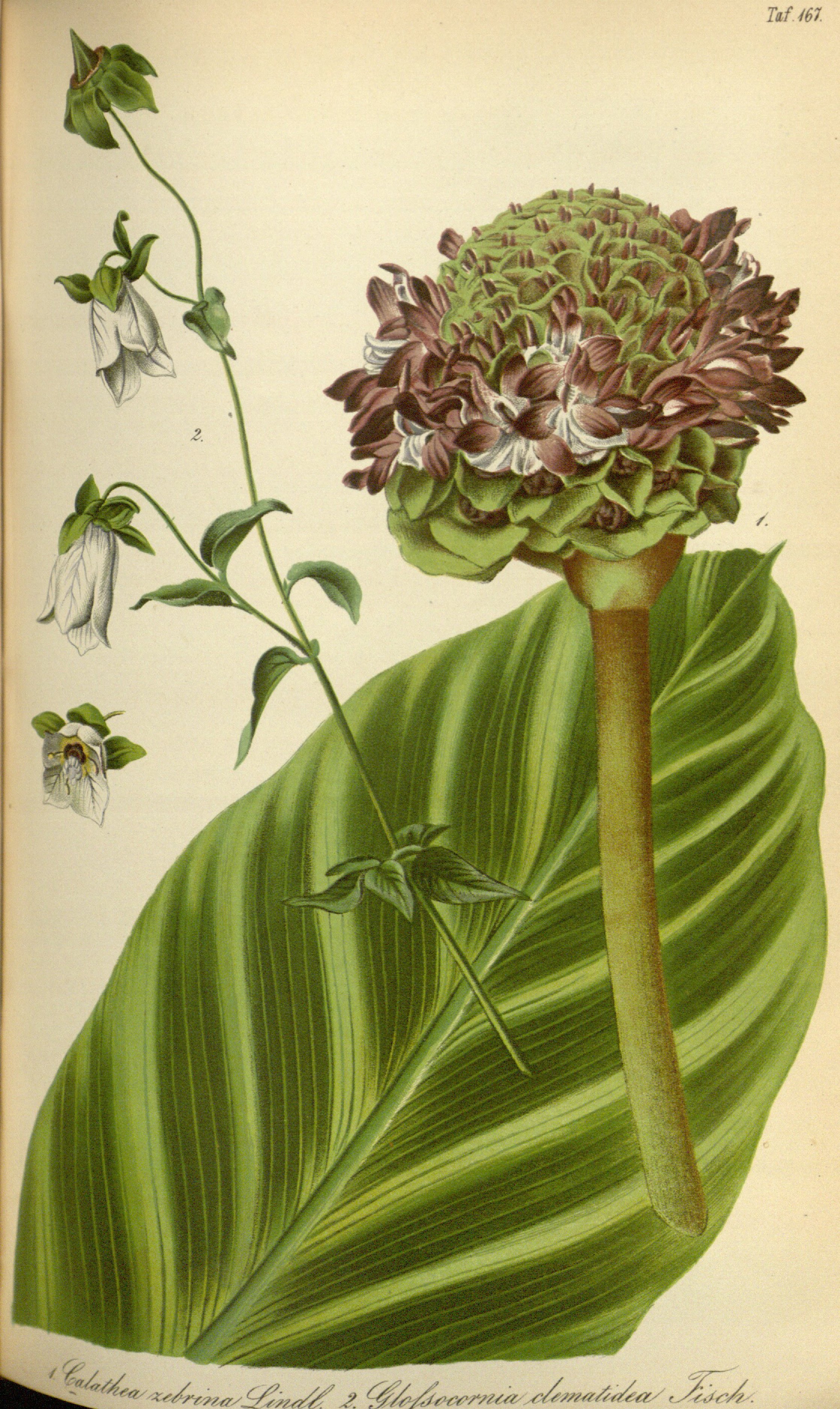 no full size  illustration available (3a)