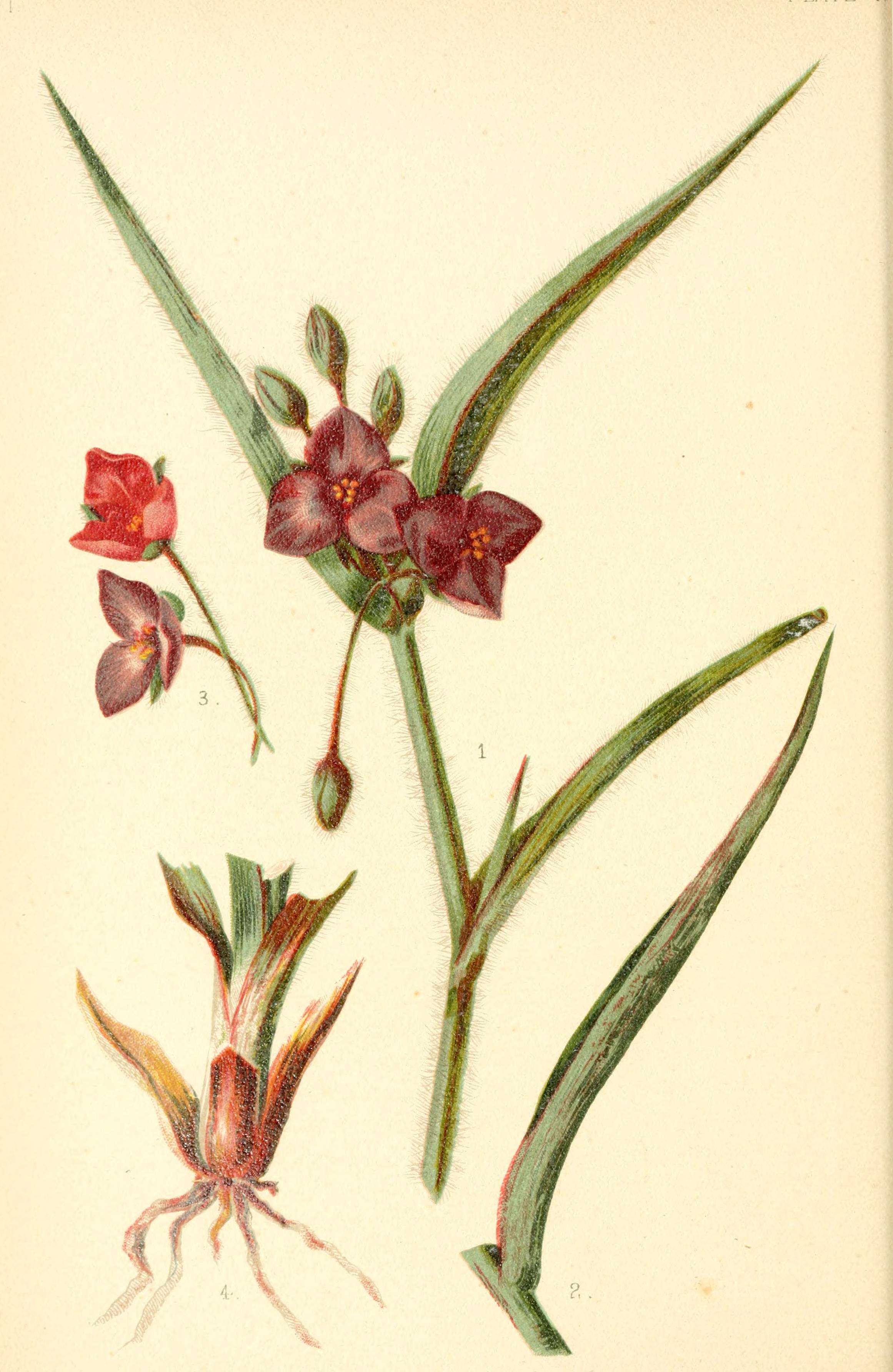 no full size  illustration available (3a)