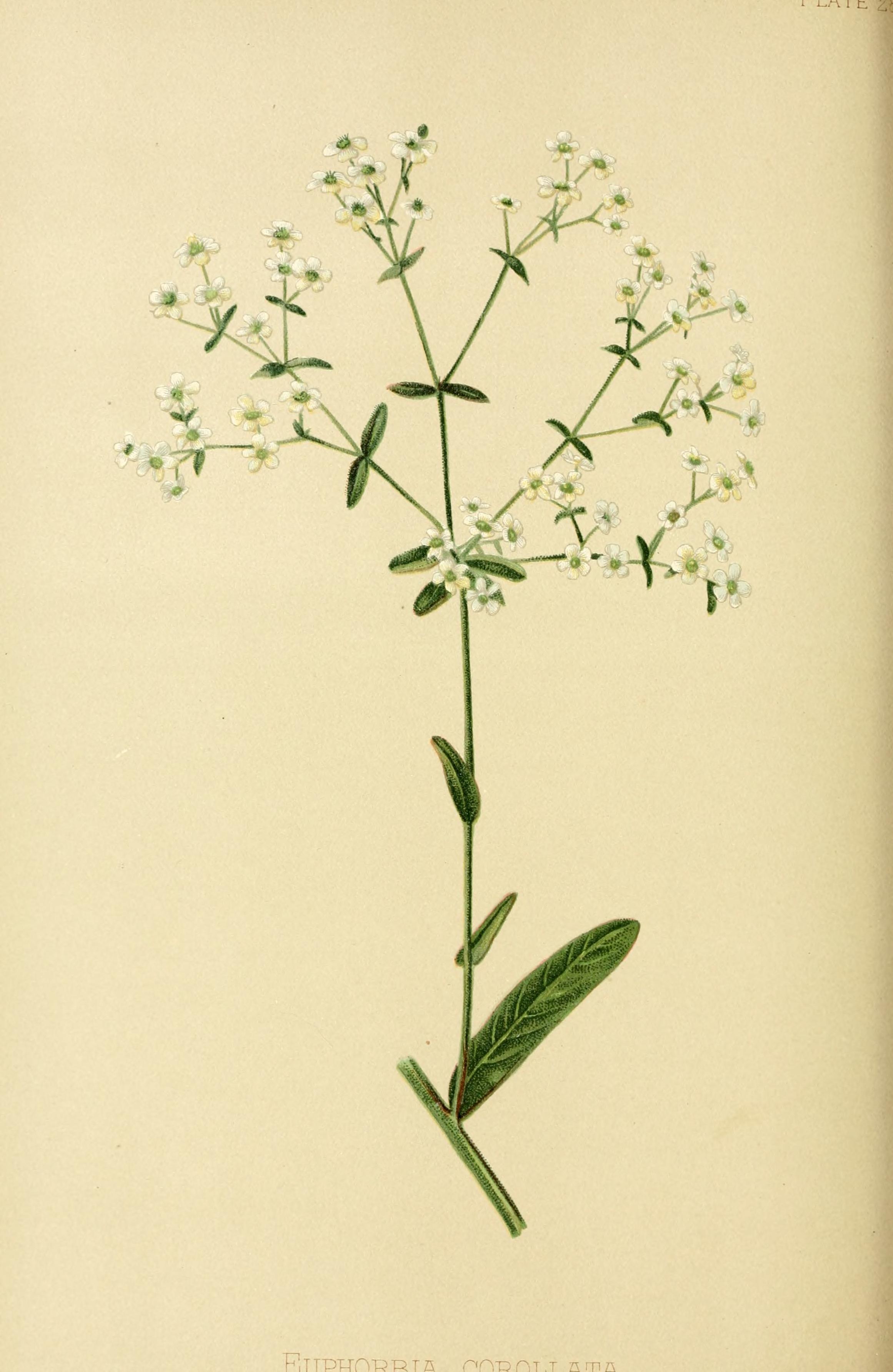 no full size  illustration available (3a)