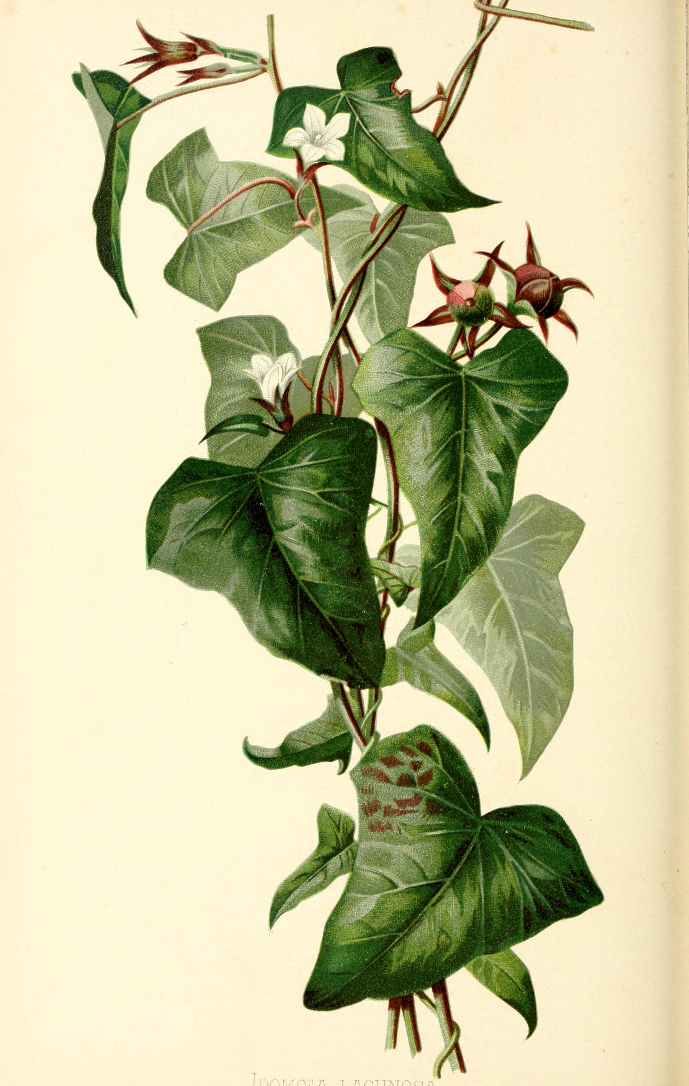 no full size  illustration available (3a)